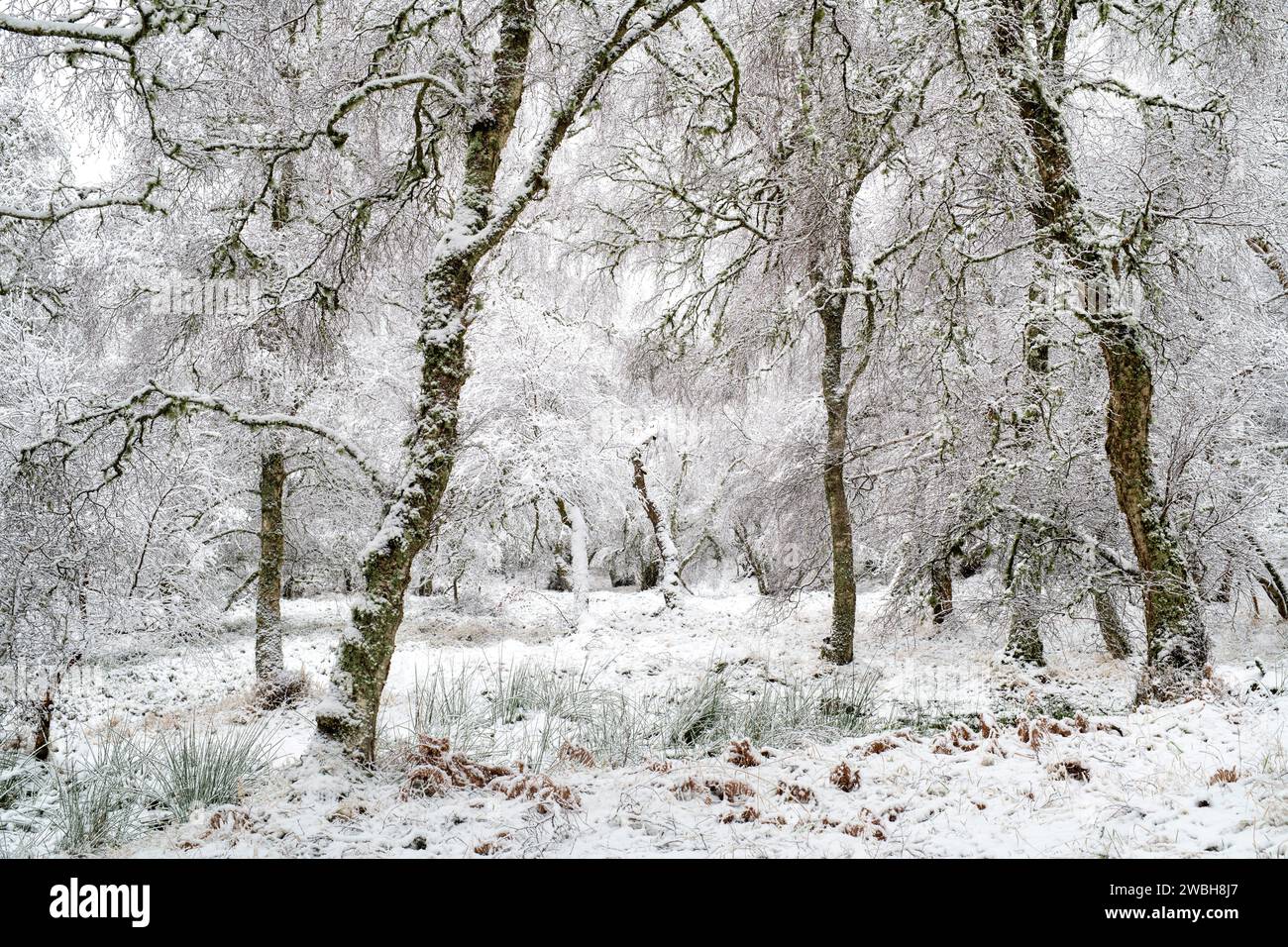 Bouleau couvert de gel et de neige dans la campagne écossaise. Grantown sur Spey, Highlands, Écosse Banque D'Images