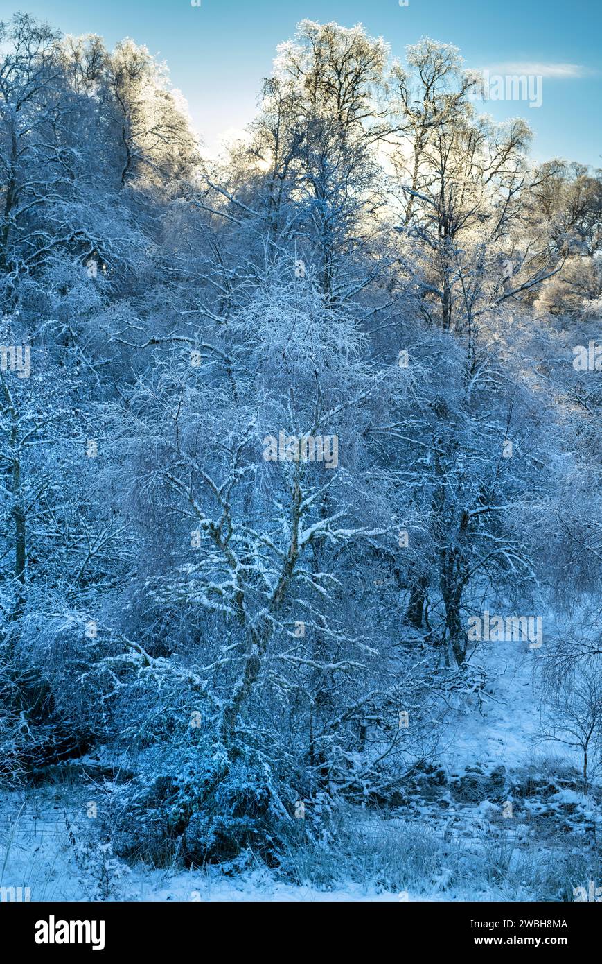 Arbres couverts de gel et de neige dans la campagne écossaise. Glen Brown, Cairngorms, Highlands, Écosse Banque D'Images