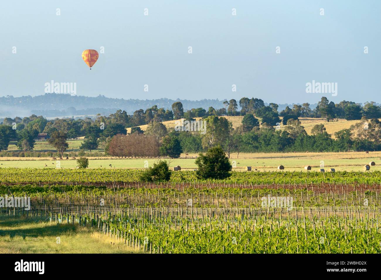 Vignobles, champs et montgolfière dans la région viticole de Yarra Valley, Victoria, Australie Banque D'Images