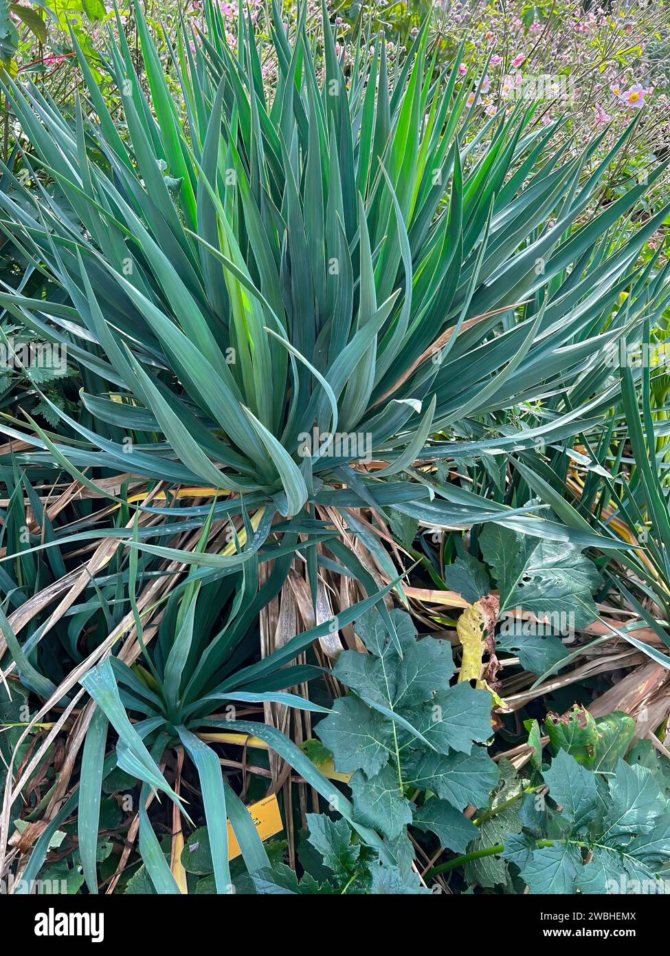 Gros plan extérieur sur une dague espagnole de couleur bleue ou Sea Islands Yucca gloriosa Banque D'Images