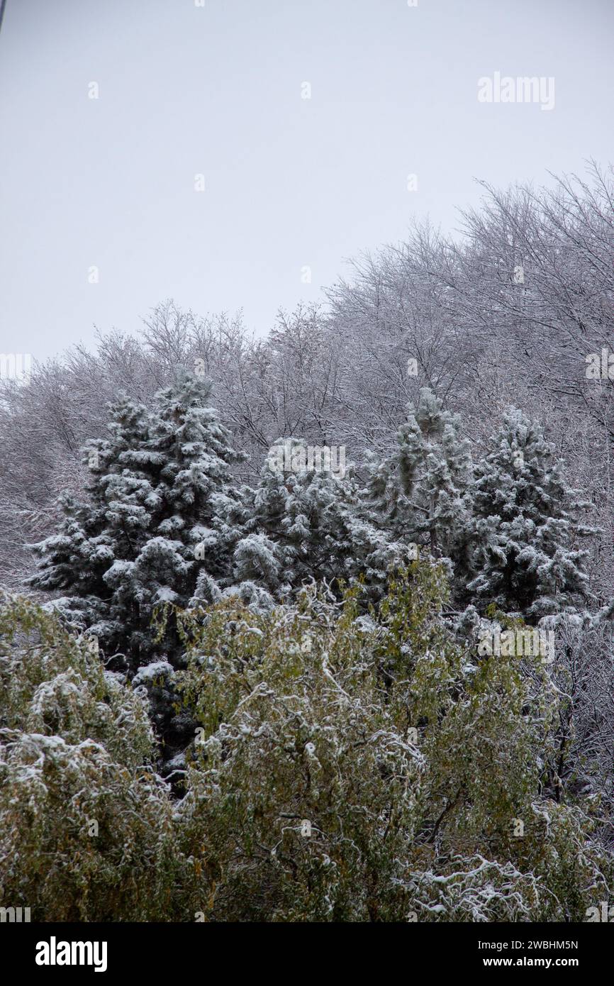 Forêt de Kastania en Grèce , avec neige et glace en hiver Banque D'Images