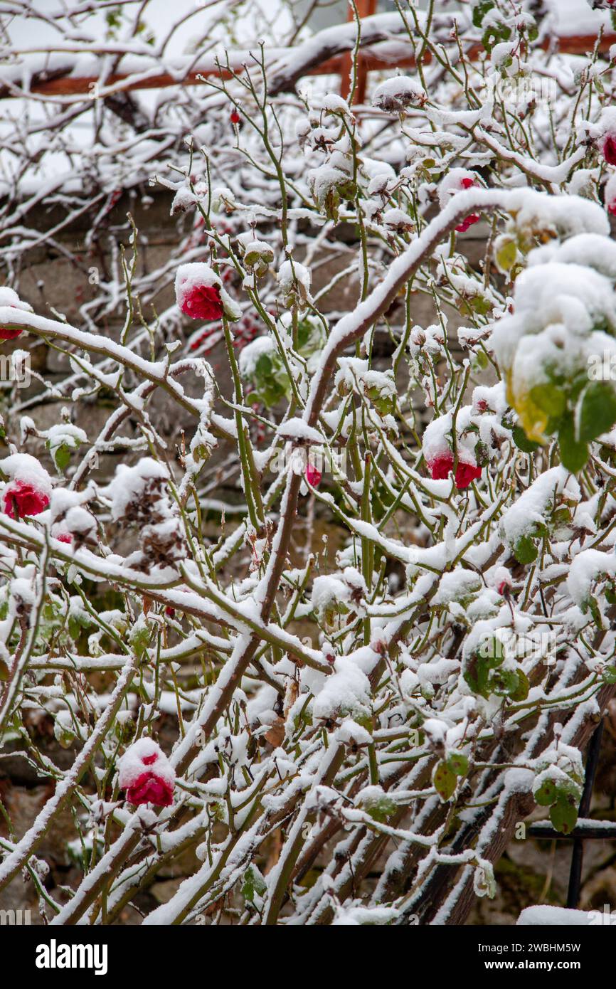 Forêt de Kastania en Grèce , avec neige et glace en hiver Banque D'Images