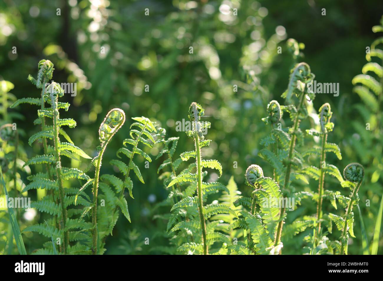 Gros plan de fougères dans un bois éclairé par la lumière du soleil Banque D'Images