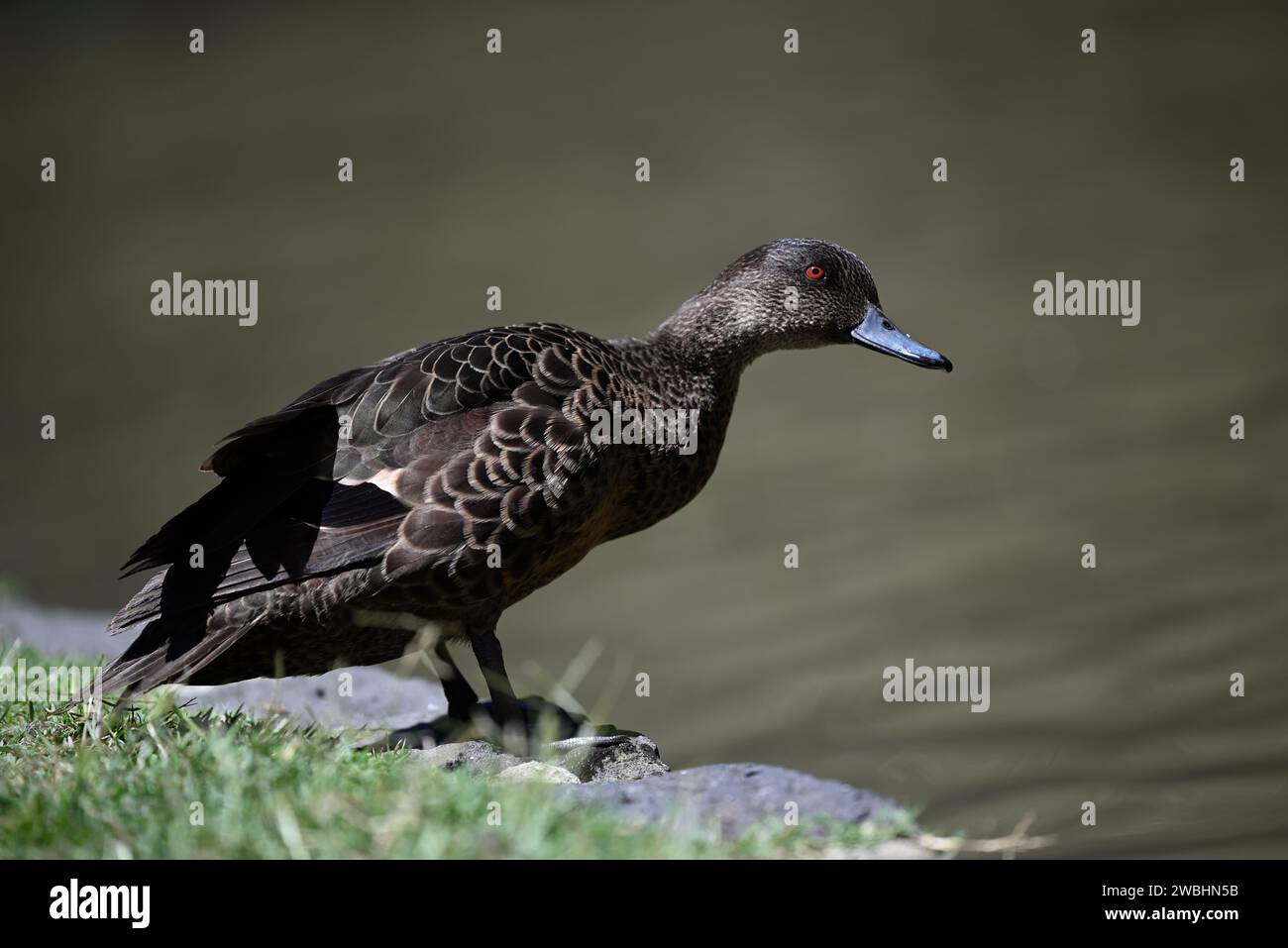 Vue latérale d'une femelle de sarcelle de châtaignier debout sur la terre à côté d'un étang, avec la tête de l'oiseau tendue au-dessus de l'eau, pendant une journée ensoleillée Banque D'Images