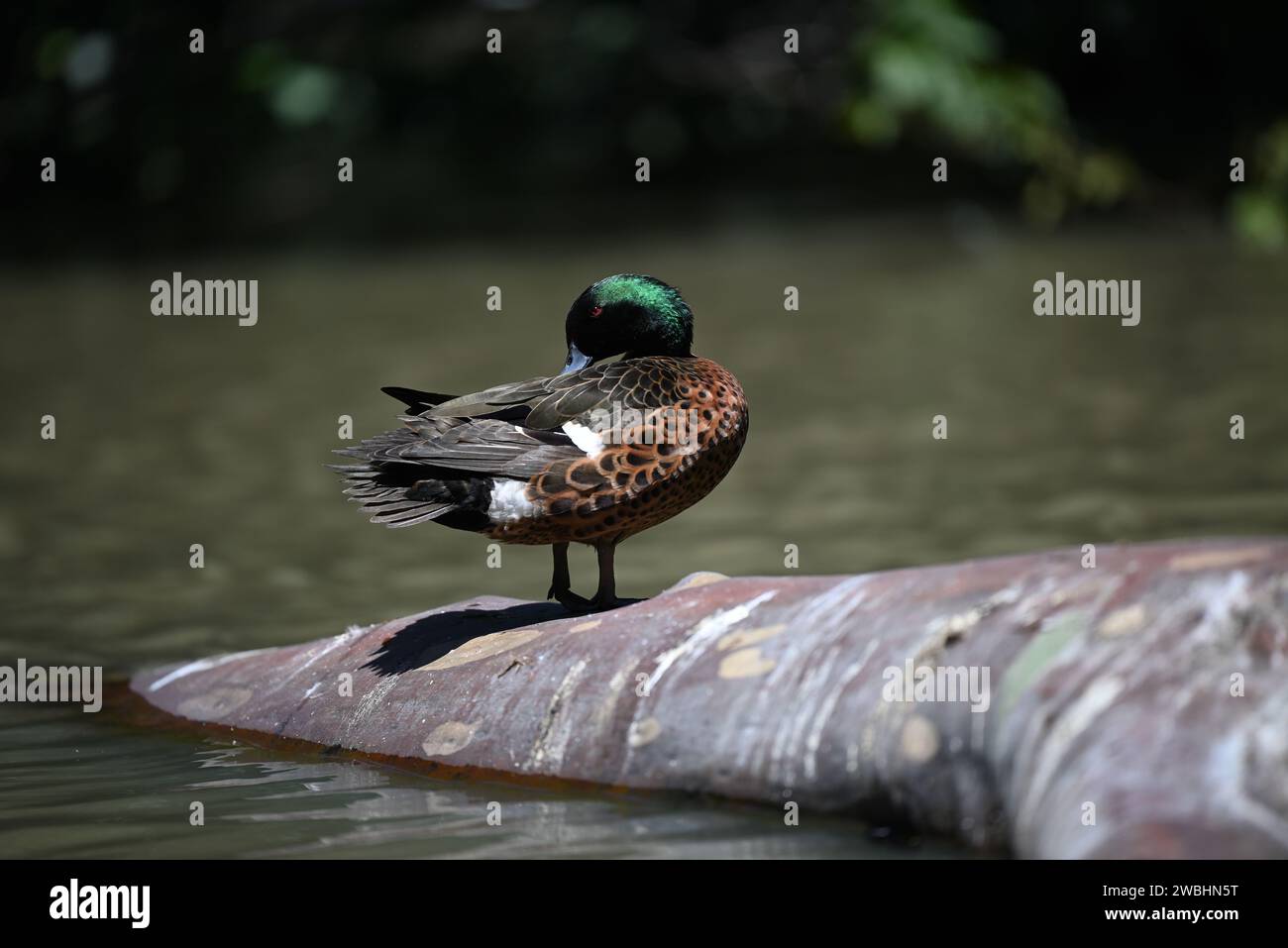 Sarcelle de châtaignier mâle se tenant au sommet d'une bûche au milieu d'un étang, la tête de l'oiseau se retourna provoquant son bec d'être partiellement masqué par son corps Banque D'Images