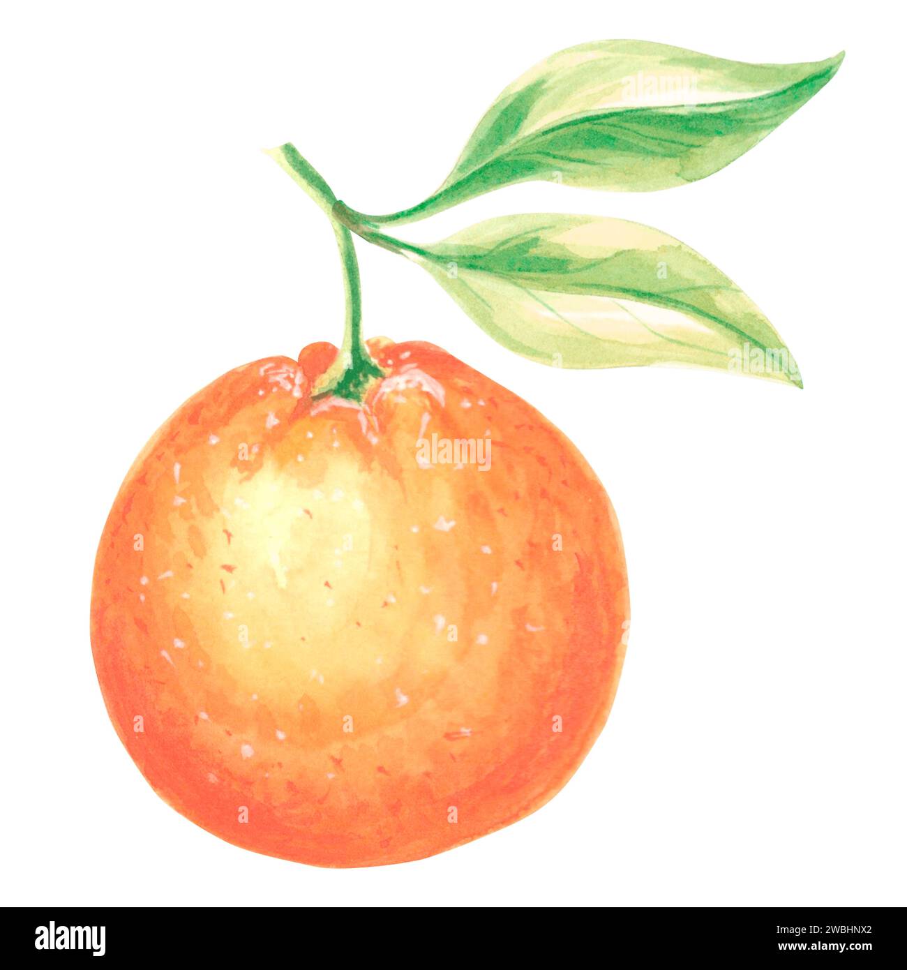 Aquarelle orange avec des feuilles. Entières mûres, juteuses, oranges isolées. Illustration dessinée à la main d'une alimentation saine. Modèle pour invitations et cartes, pri Banque D'Images