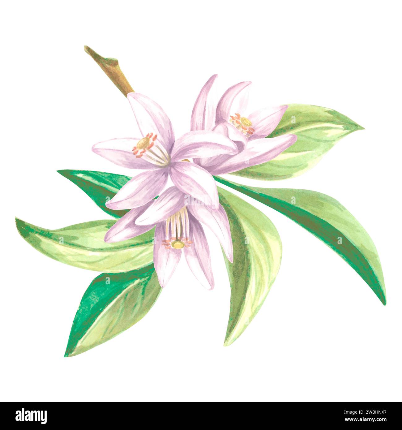 Aquarelle des fleurs d'agrumes sur une branche avec des feuilles. Illustration isolée dessinée à la main de fleurs de printemps. Modèle floral pour invitation et carte, printi Banque D'Images