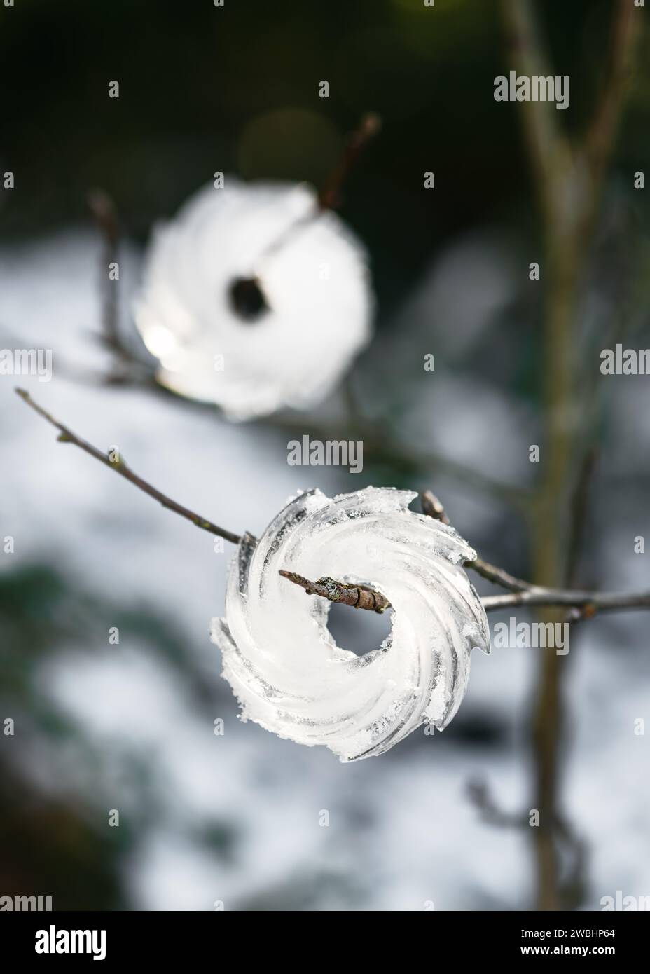 Décoration de glace extérieure d'hiver en forme de mini Bundts accrochés à la branche d'un arbre à l'extérieur dans un jardin enneigé d'hiver. Mise au point sélective. Espace de copie. Banque D'Images