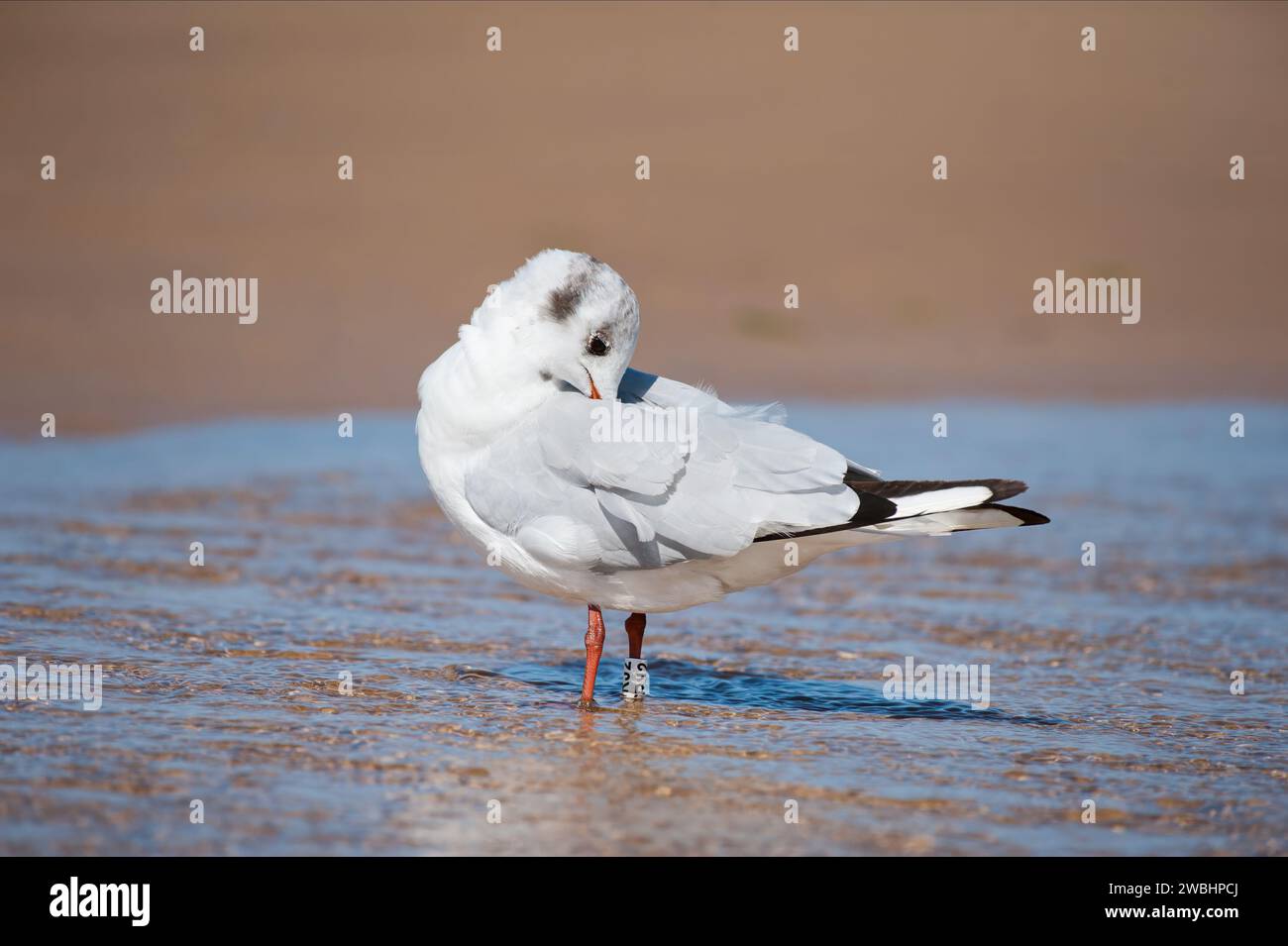 Mouette à tête noire (Chroicocephalus ridibundus) se baignant sur la plage dans une flaque d'eau, journée ensoleillée en été dans le nord de la France Banque D'Images