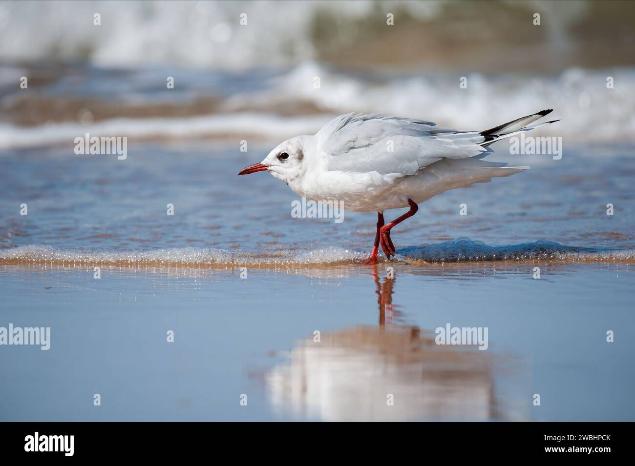 Mouette à tête noire (Chroicocephalus ridibundus) marchant sur la plage, journée ensoleillée en été dans le nord de la France Banque D'Images