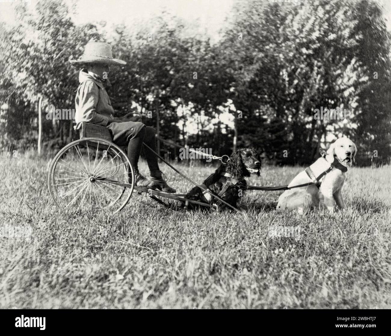 Une vieille photographie d'un garçon dans un buggy ou un chariot tiré par deux chiens à Maple Grove Farm, Rosser, Manitoba, Canada au début du 20e siècle. Dans le domaine rural, ils se reposent sous le soleil d'été. Assis sur son moyen de transport inhabituel, le garçon porte une culotte et un chapeau de paille. Ceci est tiré d'un album de photos de début. Banque D'Images