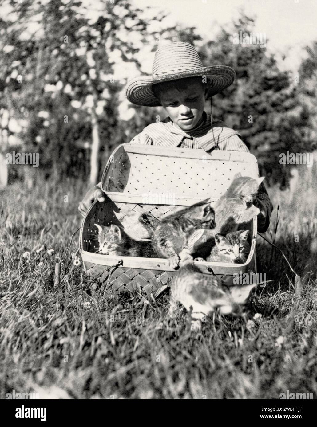 Une vieille photographie d'un garçon avec un panier de chatons au soleil à Maple Grove Farm, Rosser, Manitoba, Canada, au début du 20e siècle. Les cinq chatons quittent le panier de transport pour avoir un goût de liberté. Le garçon porte un chapeau de paille. Ceci est tiré d'un album de photos de début. Banque D'Images