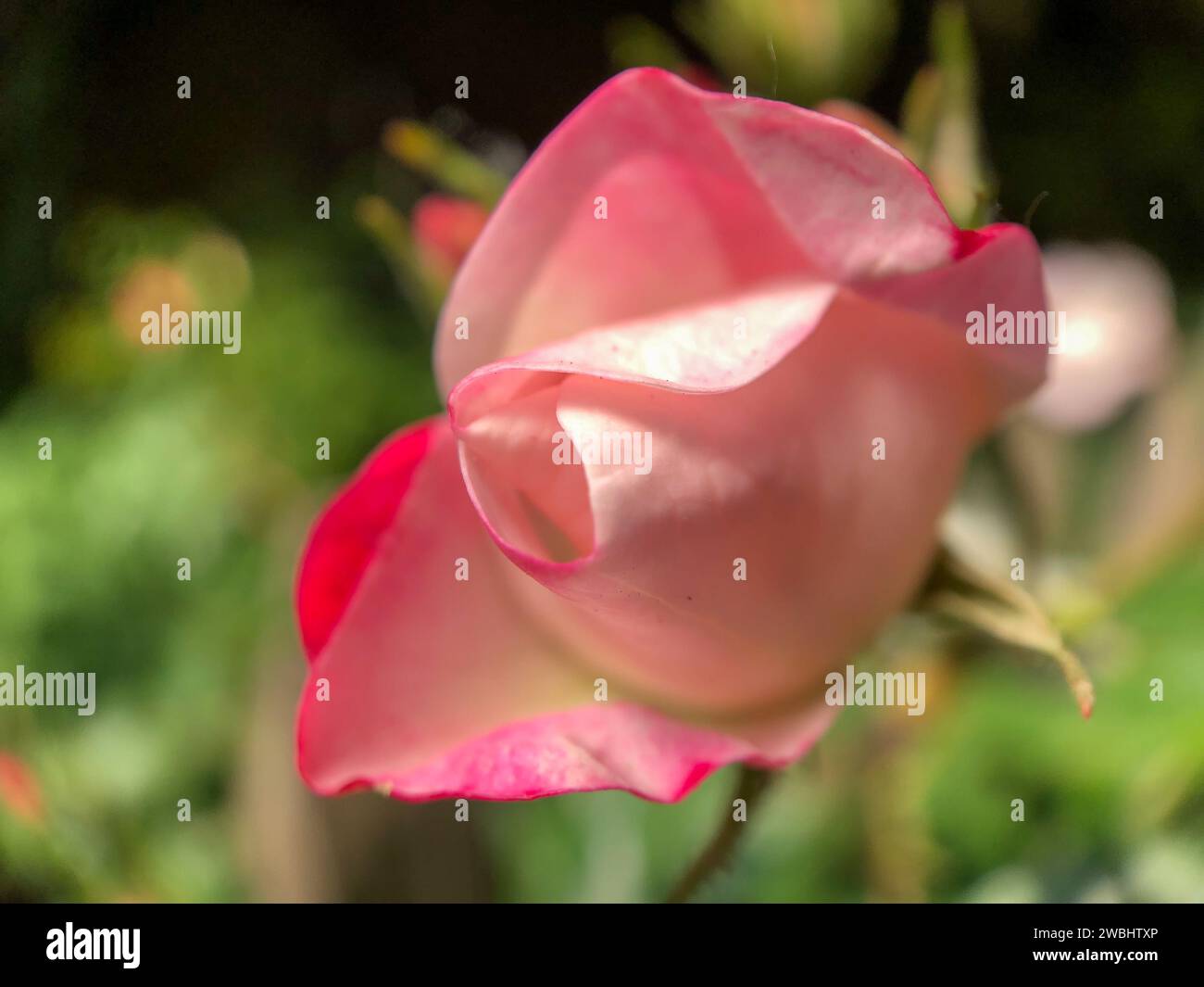 Cette image est un hommage doux au déploiement délicat d'un bourgeon de rose, capturant la transition tendre du bourgeon à la floraison. Les pétales, peints d’un doux blush et bordés d’un rose plus profond, s’enroulent gracieusement les uns autour des autres, formant une spirale naturelle qui mène l’œil vers le cœur de la rose. La toile de fond est un flou rêvé de greens de jardin, créant une scène tranquille pour le dévoilement tranquille de la rose. Blush Embrace : le tendre déroulement d'une Rose. Photo de haute qualité Banque D'Images