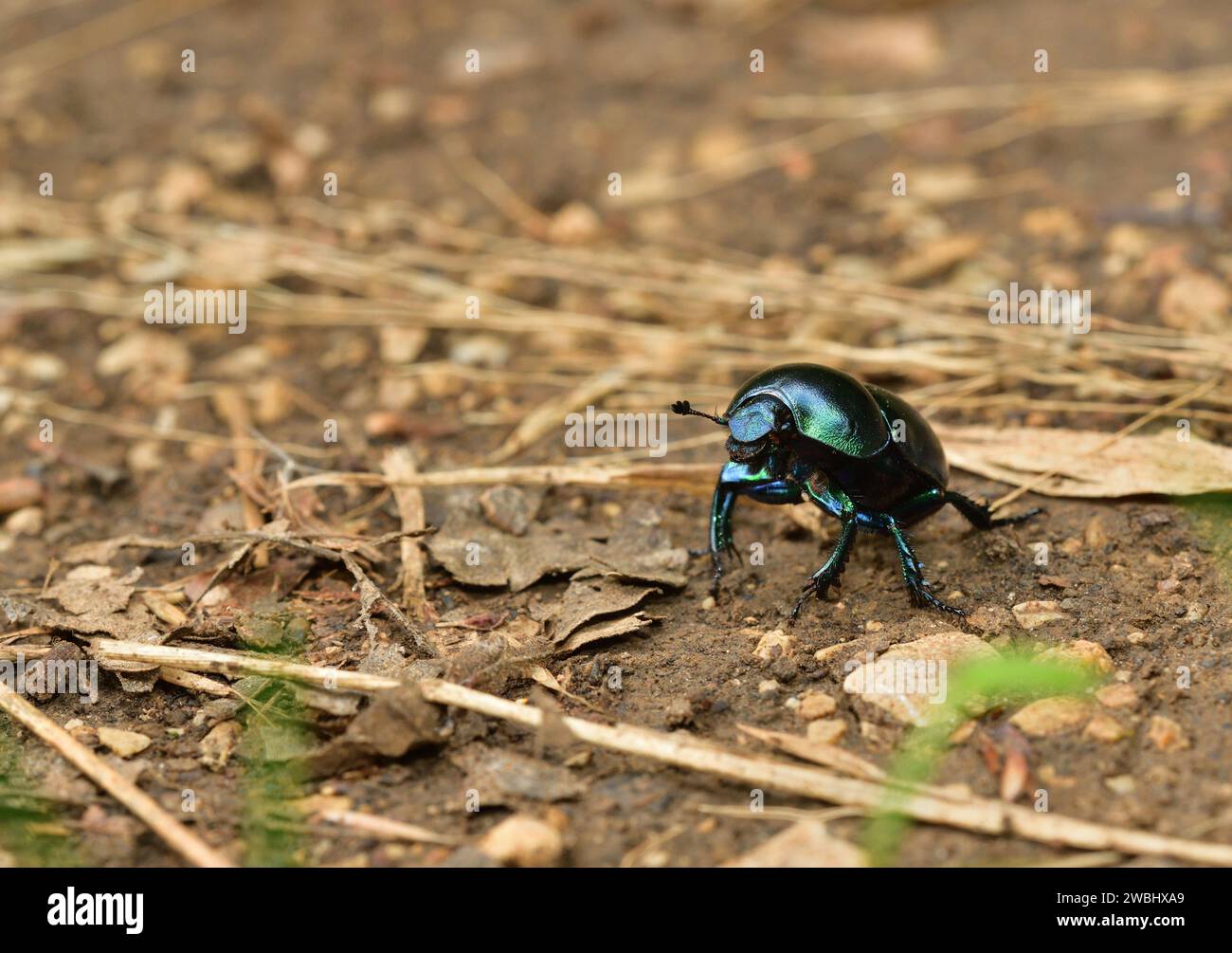 Macro du coléoptère dor marchant sur le sol dans la forêt Banque D'Images