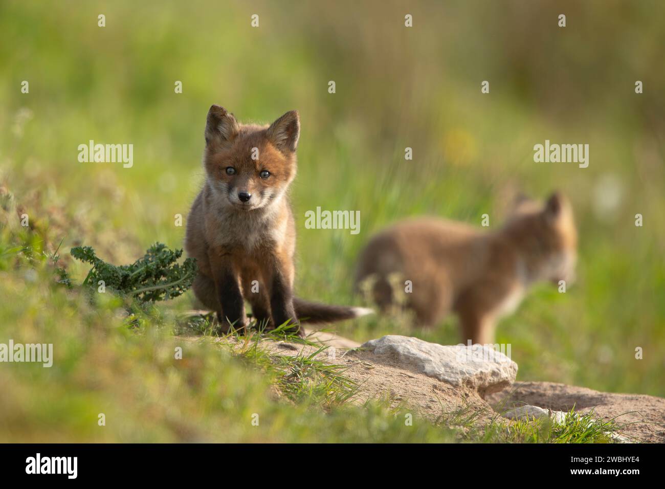 Mignon bébé renard UK les PLUS MIGNONS bébés renards peuvent être vus jouer les uns avec les autres dans le parc régional Valley du Lancashire. Environ trois semaines, le renard Banque D'Images