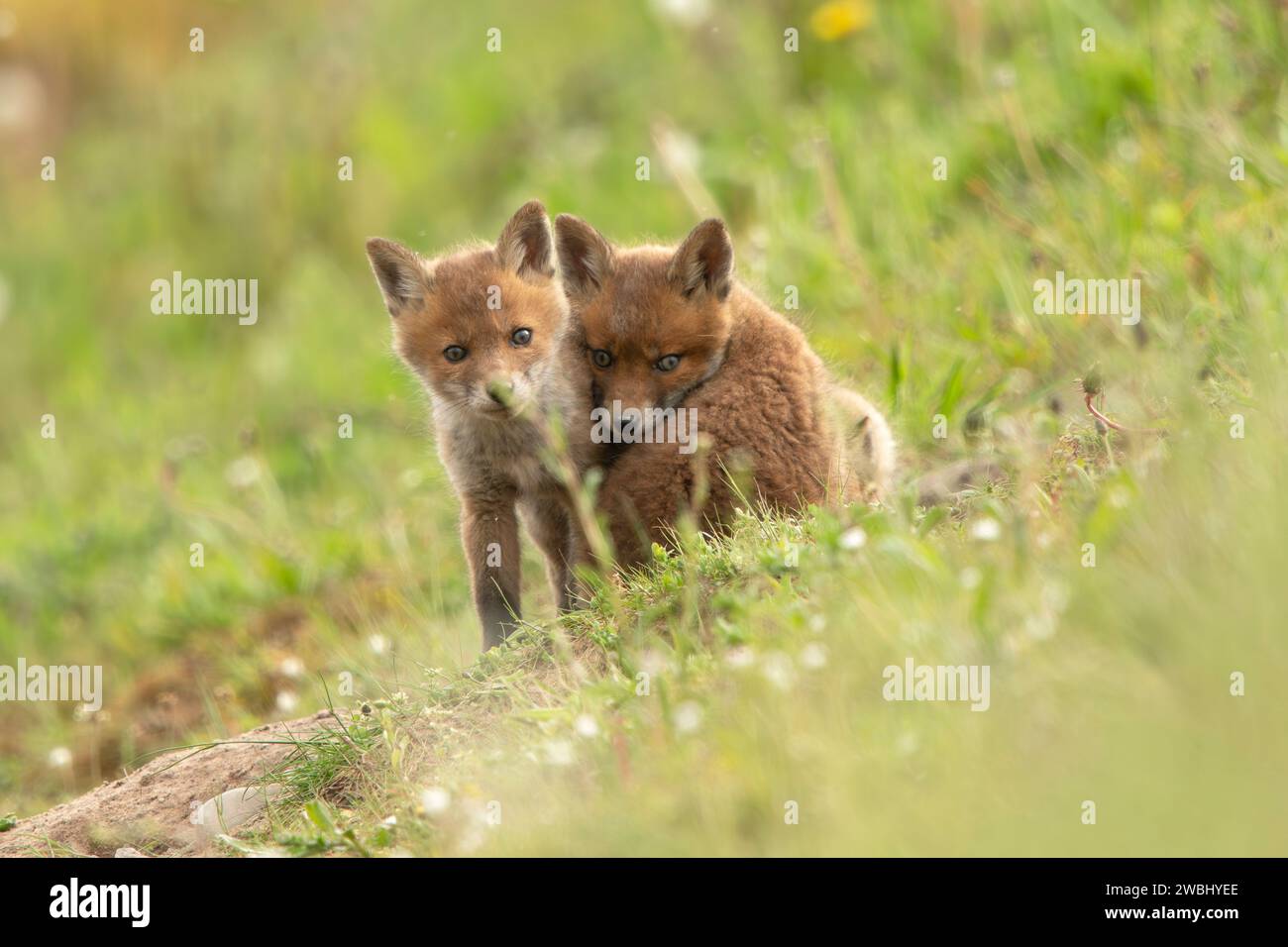 Frère amour Royaume-Uni les renards LES PLUS MIGNONS peuvent être vus jouer les uns avec les autres dans Valley Country Park du Lancashire. Environ trois semaines, le renard Banque D'Images