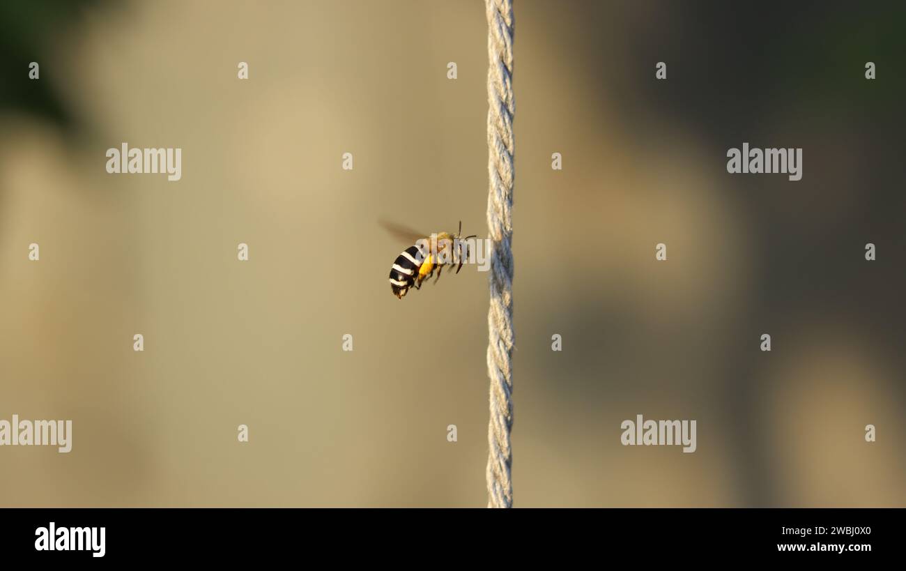 L'abeille excavatrice blanche à bandes volant à côté d'une corde qui divise la photo en deux. arrière-plan flou. Amegilla quadrifasciata, espagne Banque D'Images