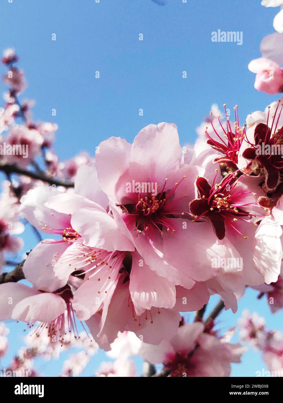gros plan de belles fleurs d'amandes, contre un ciel bleu Banque D'Images