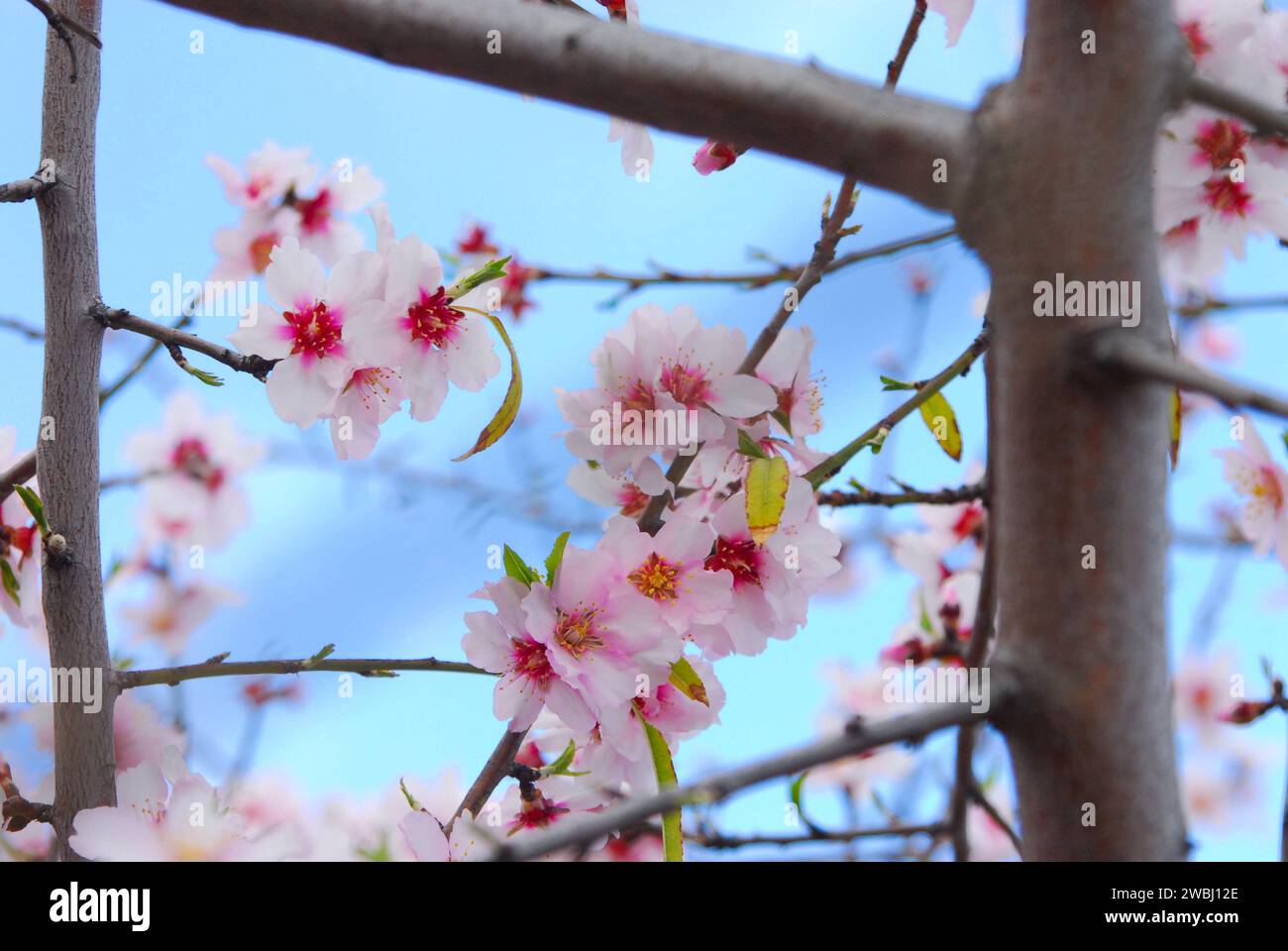 cadre avec des troncs d'amandiers et leurs belles fleurs roses, contre un ciel bleu Banque D'Images