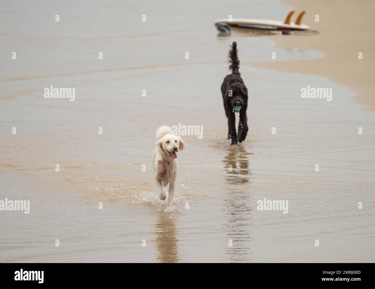 Deux chiens jouant sur la plage, focus sélectionné avec une planche de surf dans le fond. Banque D'Images