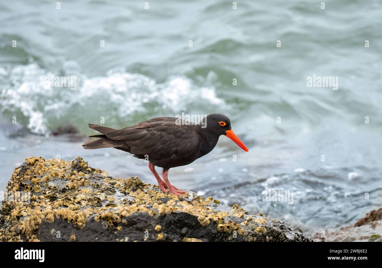 L'oiseau de rivage noir Sooty Oystercatcher (Haematopus fuliginosus) avec un long bec orange-rouge, des yeux rouges et des pattes rouges-roses robustes. Banque D'Images