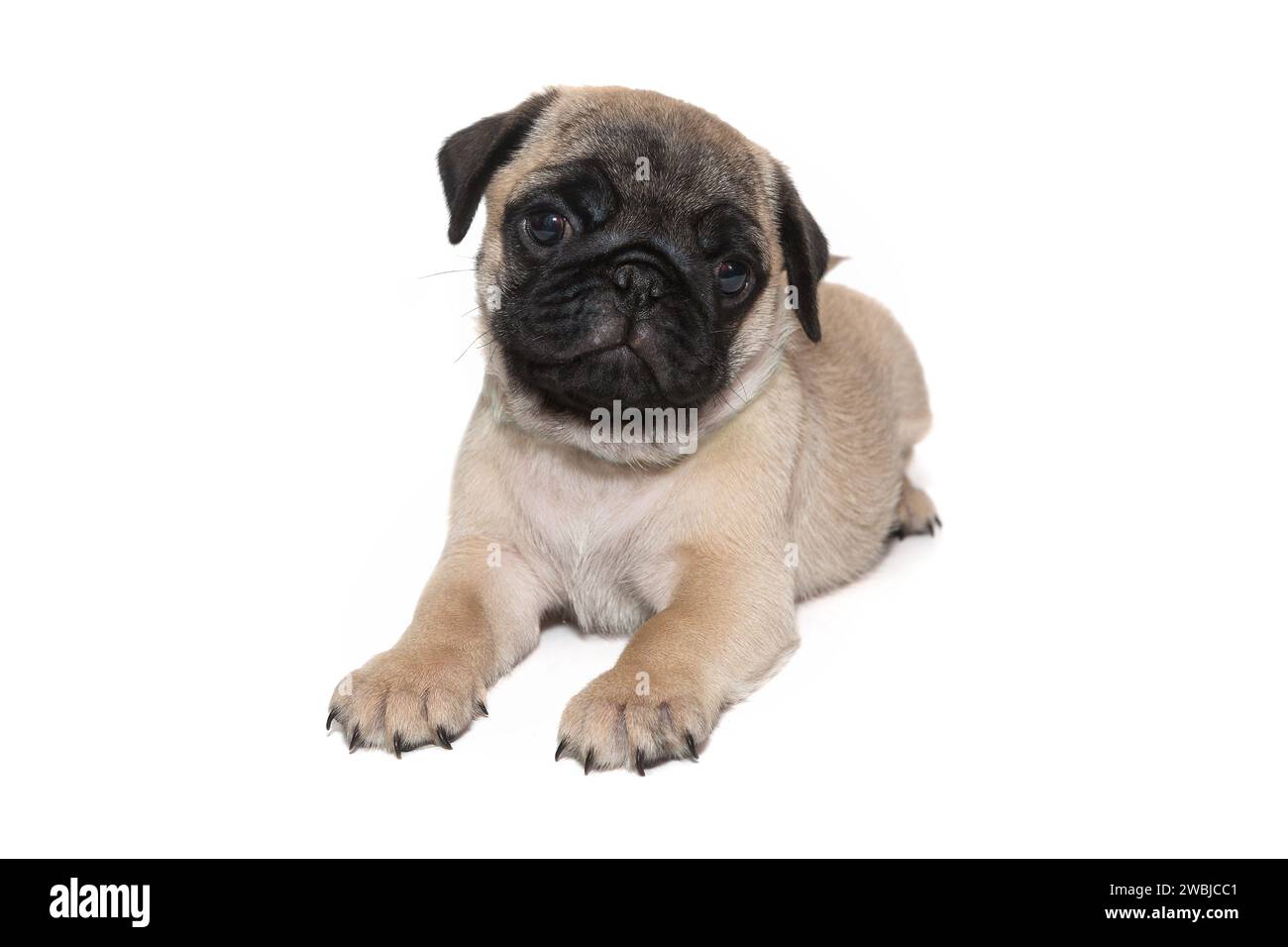 Chiot beige chiot avec un museau noir, âgé d'un mois et demi, repose sur son ventre. Isolé sur fond blanc Banque D'Images