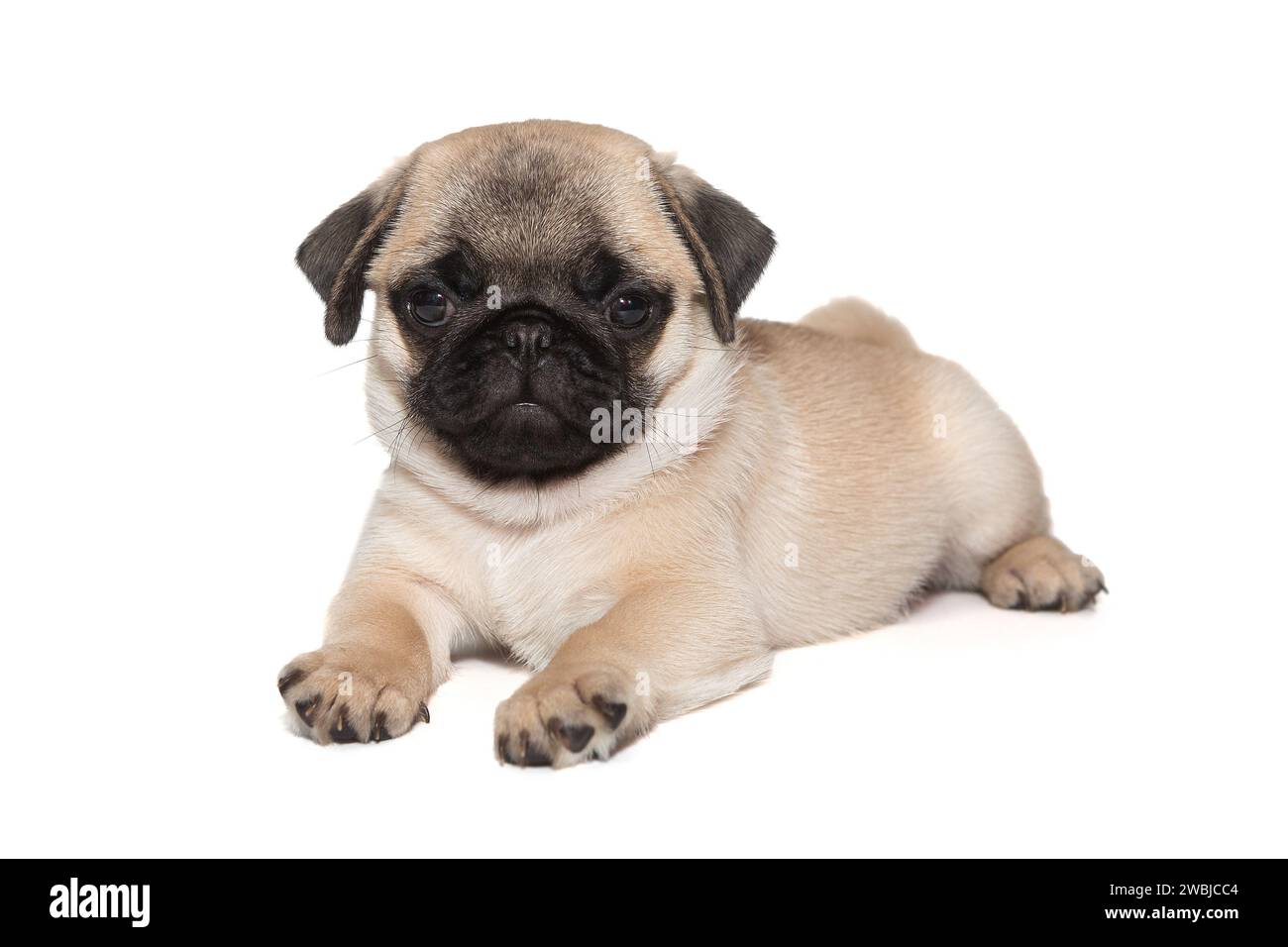 Chiot beige chiot avec un museau noir, âgé d'un mois et demi, se couche sur le ventre et regarde la caméra isolé sur un fond blanc Banque D'Images