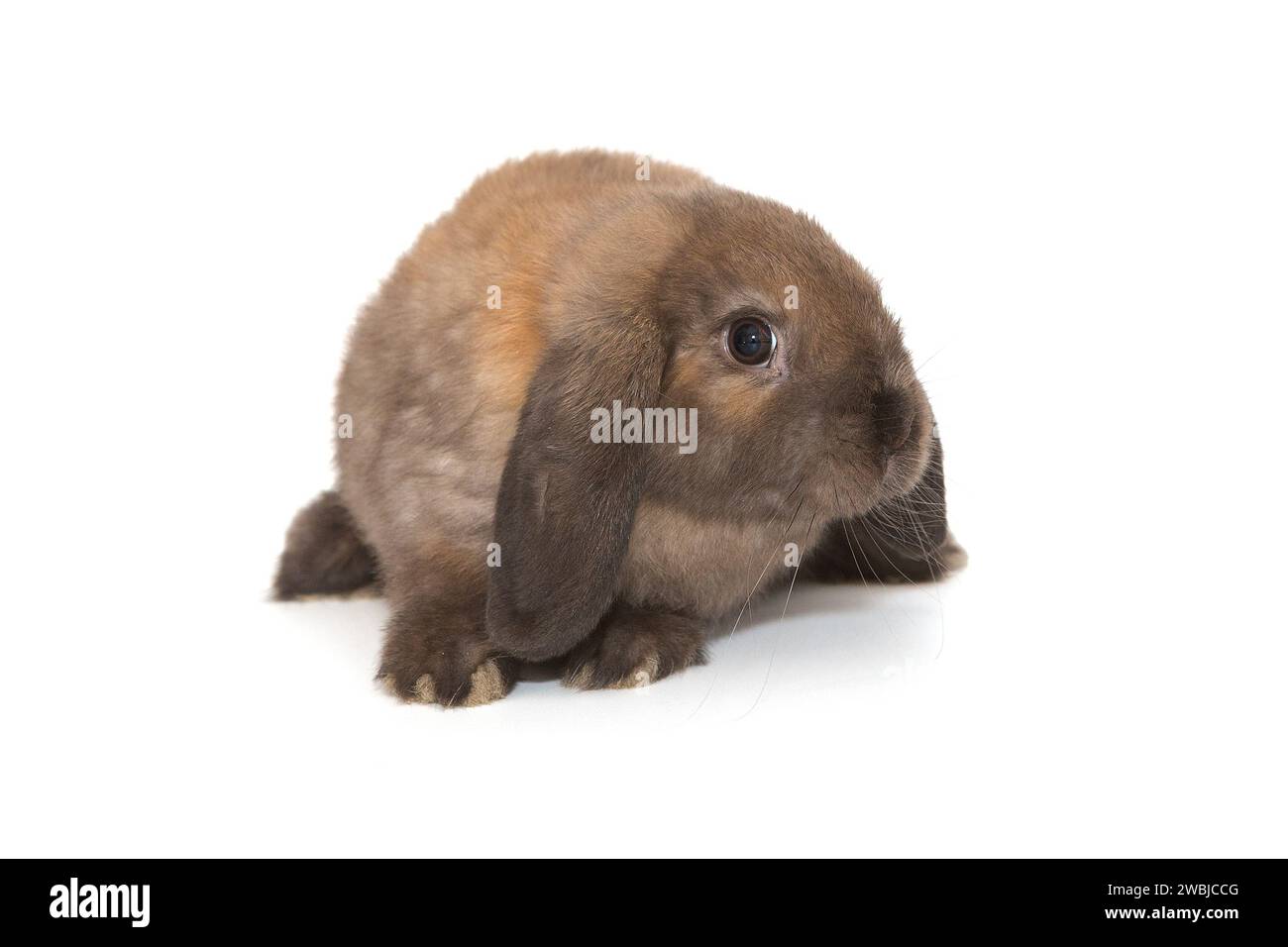 Décoratif, petit lapin aux oreilles pliées de couleur brune, isolé sur fond blanc. Banque D'Images