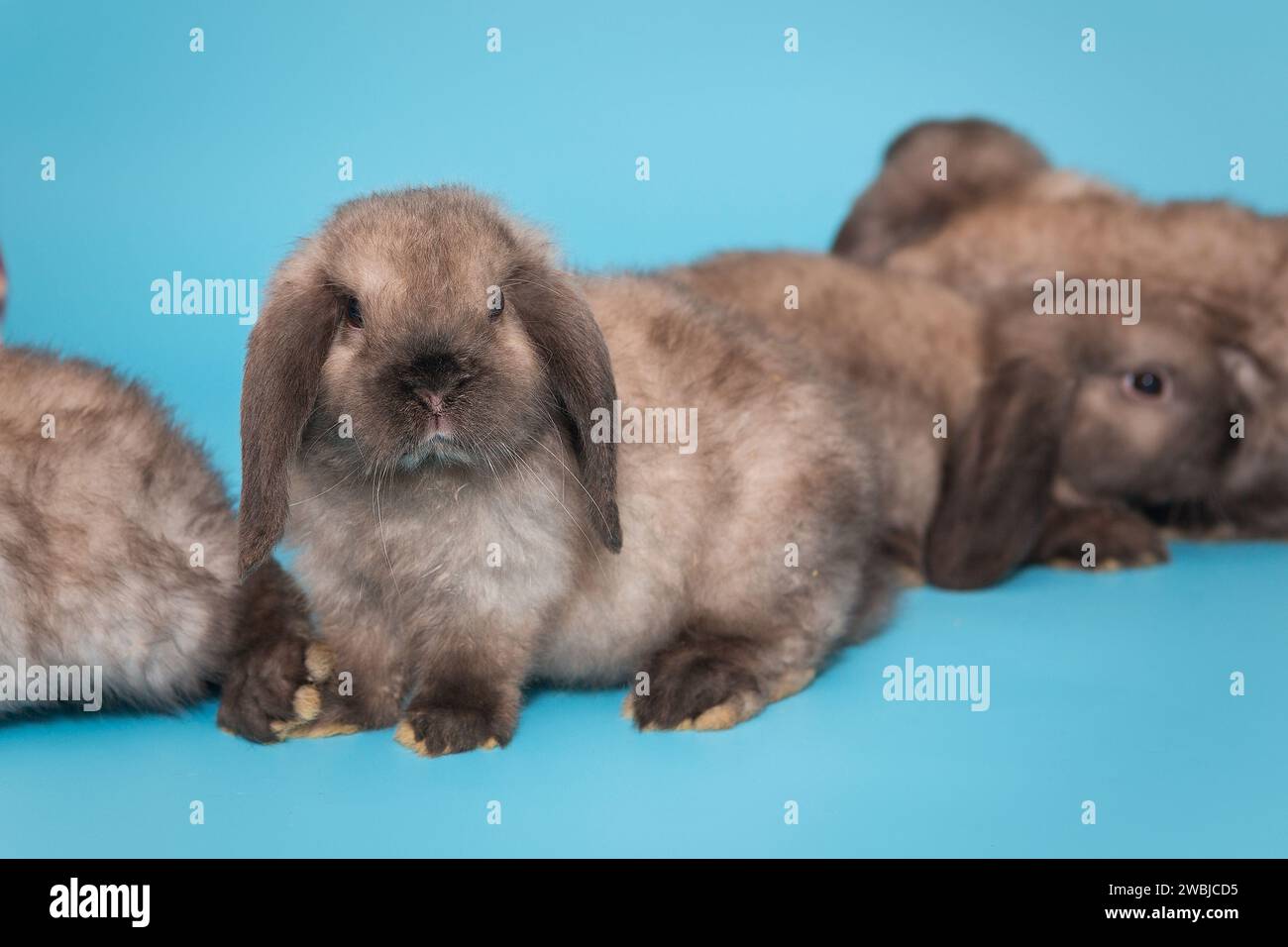 Groupe de petits lapins à oreilles pliées, race bélier, sur fond bleu Banque D'Images