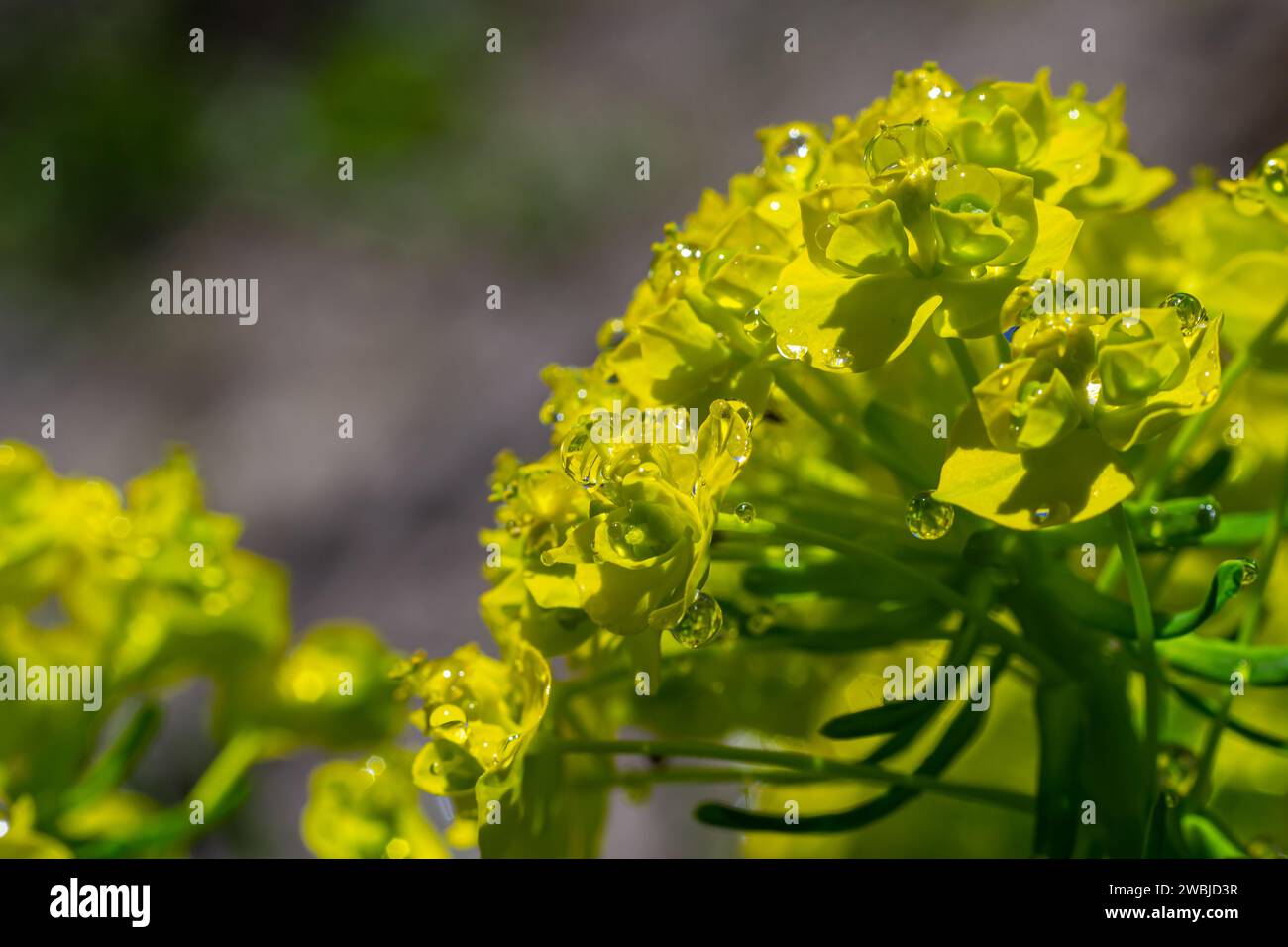 Euphorbia cyparissias, cyprès sphent fleurs verdâtres gros plan sélectif foyer. Banque D'Images