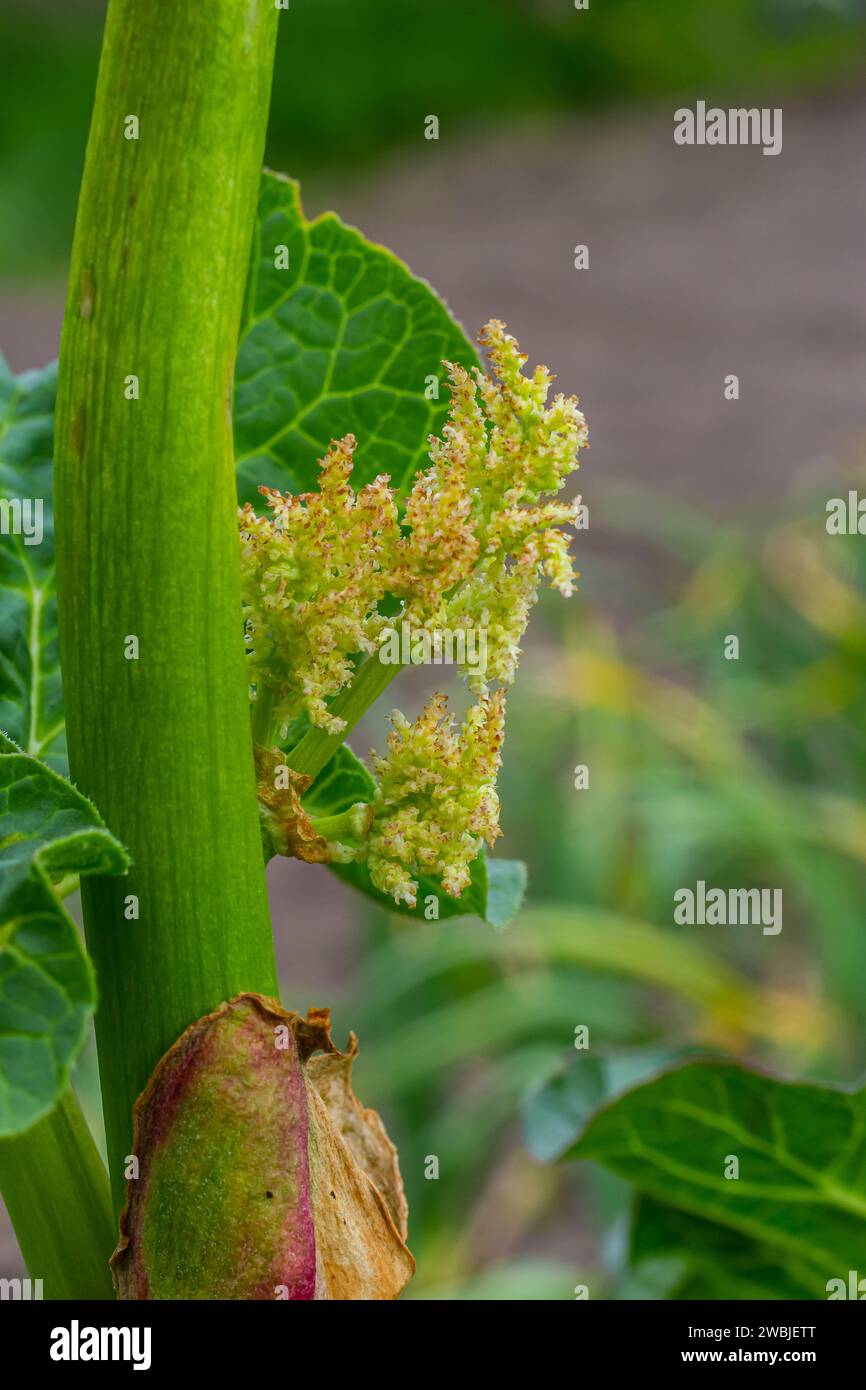 Fleur de rhubarbe gros plan, Rheum australienne, bourgeon de fleur de rhubarbe indienne. Banque D'Images