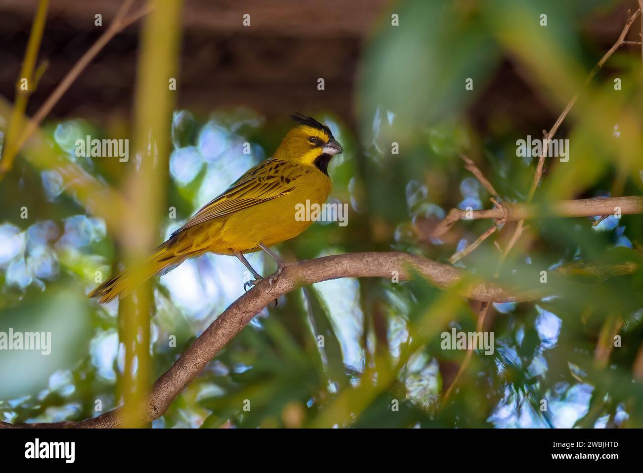 Oiseau cardinal jaune (Gubernatrix cristata) Banque D'Images