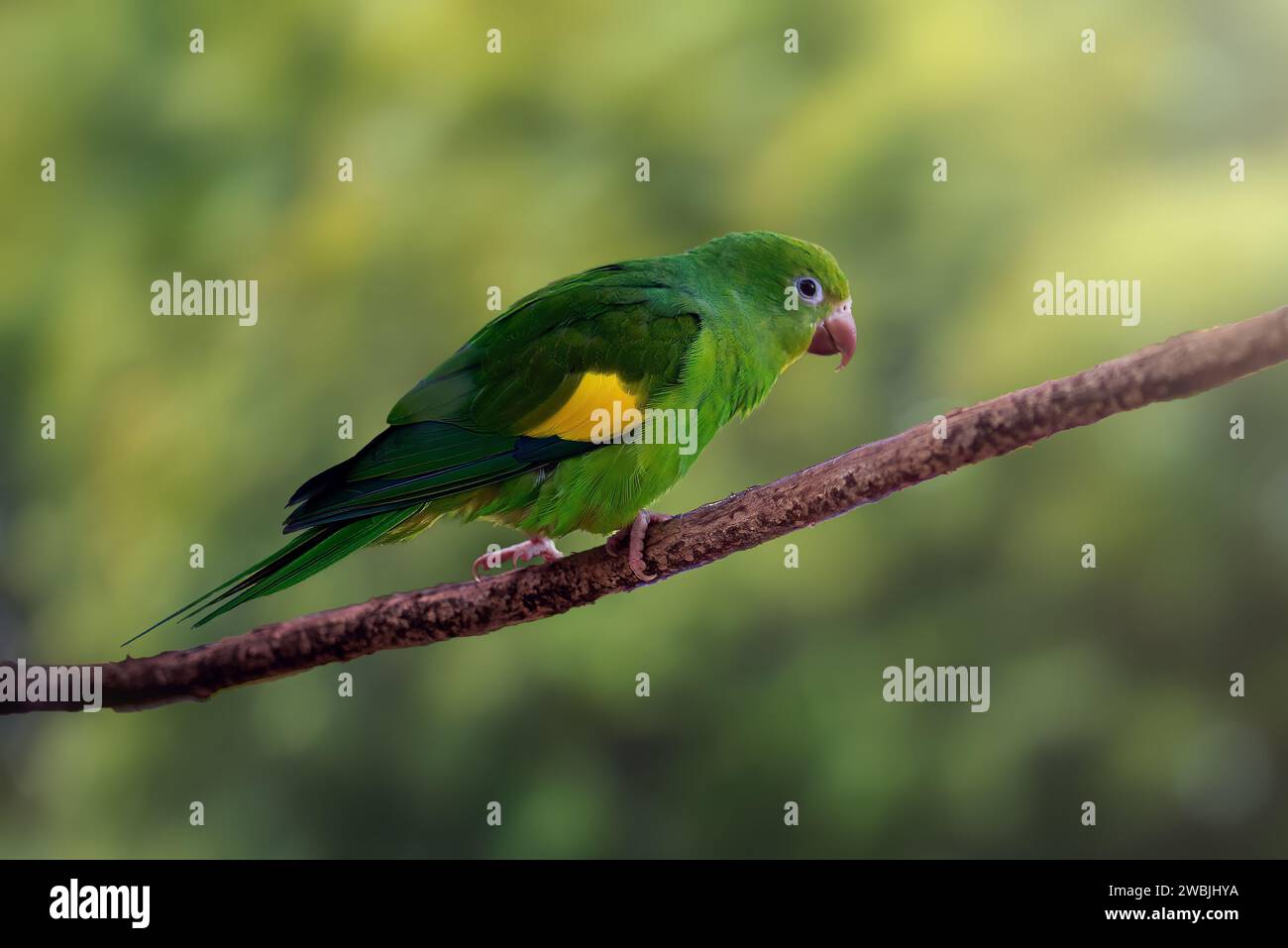 Oiseau Parakeet à chevrons jaunes (Brotogeris chiriri) Banque D'Images