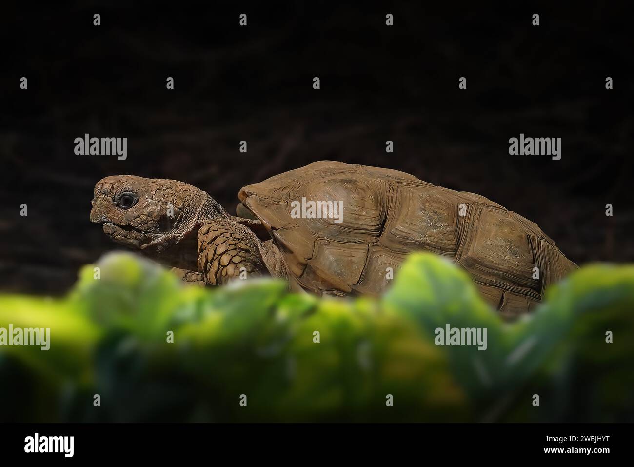 Tortue Chaco (Chelonoidis chilensis) ou tortue Argentine Banque D'Images