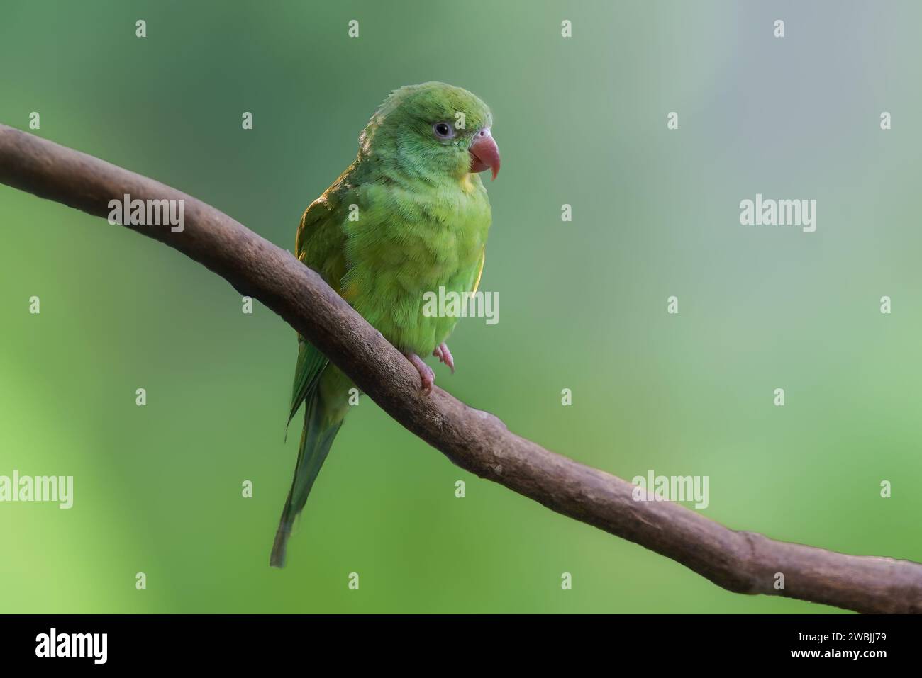 Oiseau Parakeet à chevrons jaunes (Brotogeris chiriri) Banque D'Images