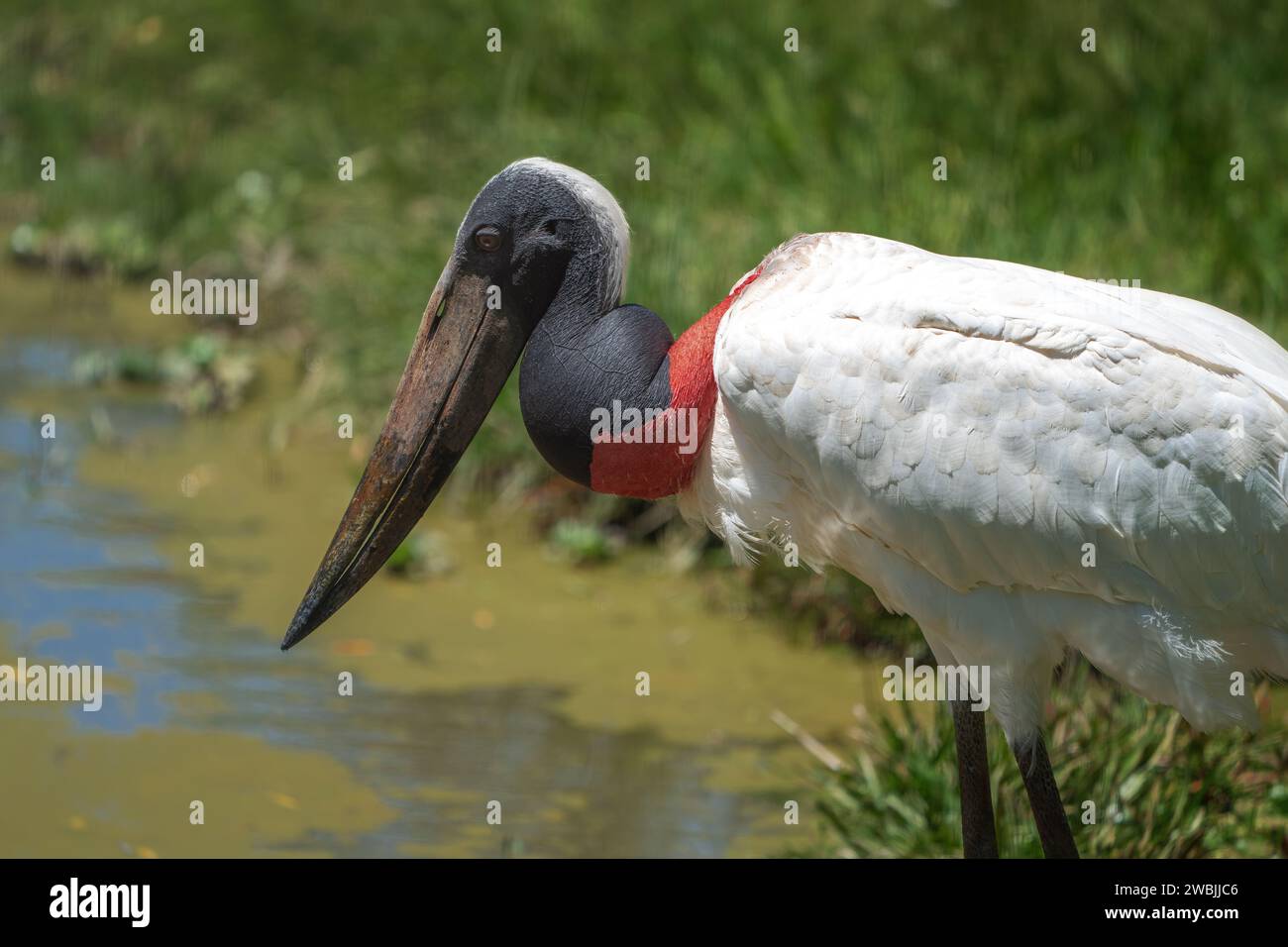Oiseau cigogne de Jabiru (Jabiru mycteria) Banque D'Images