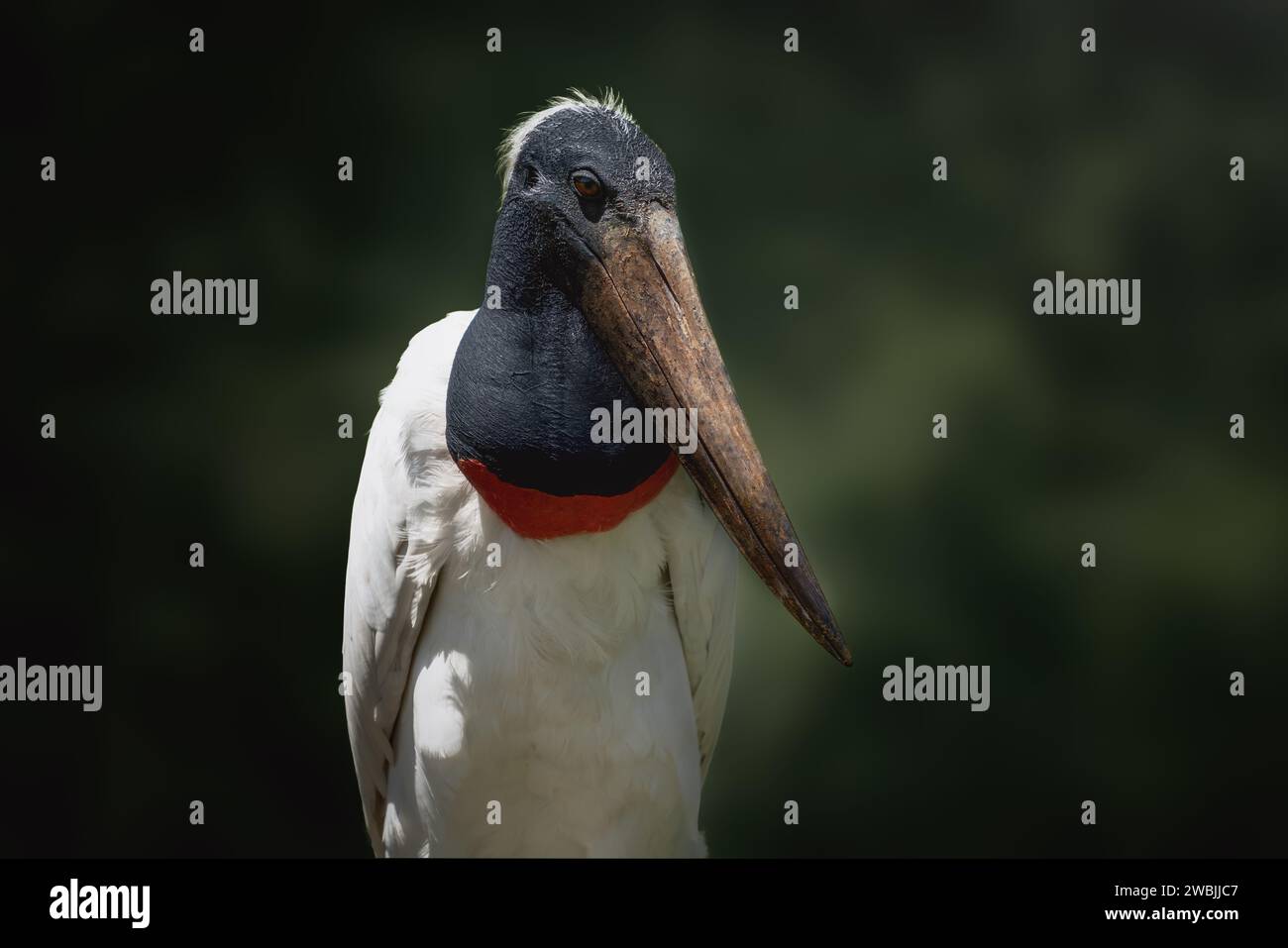 Oiseau cigogne de Jabiru (Jabiru mycteria) Banque D'Images
