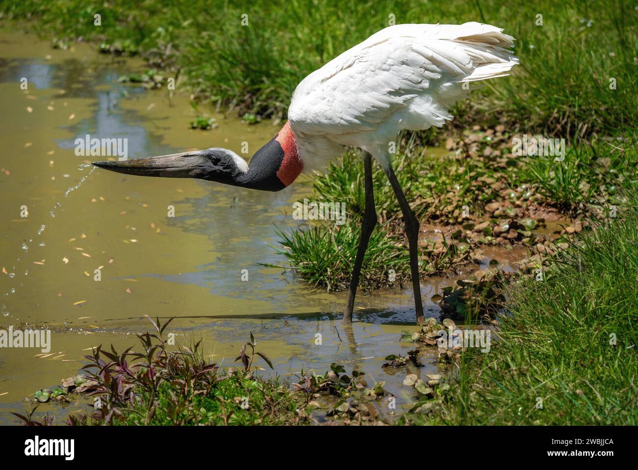 Jabiru oiseau cigogne (Jabiru mycteria) eau potable Banque D'Images