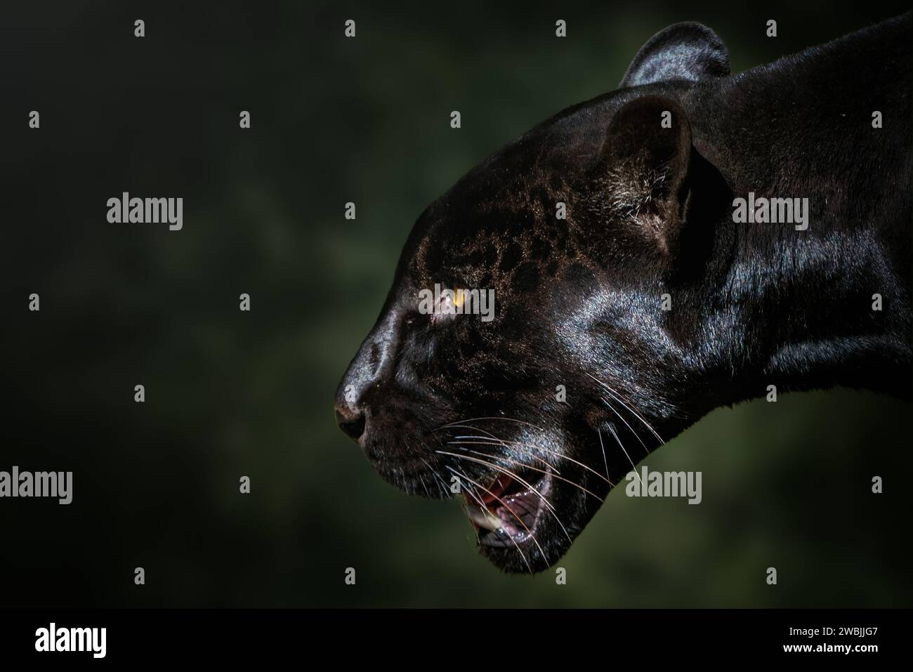 Jaguar noir (Panthera onca) - Feline mélanique Banque D'Images