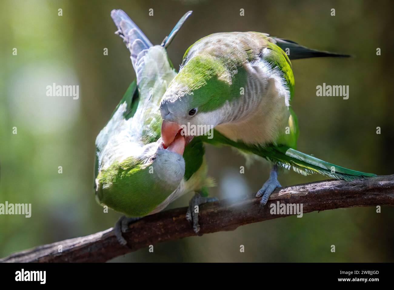 Monk Parakeet couple s'embrassant (Myiopsitta monachus) Banque D'Images