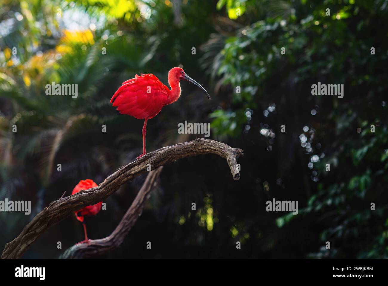 Oiseau ibis écarlate (Eudocimus ruber) Banque D'Images