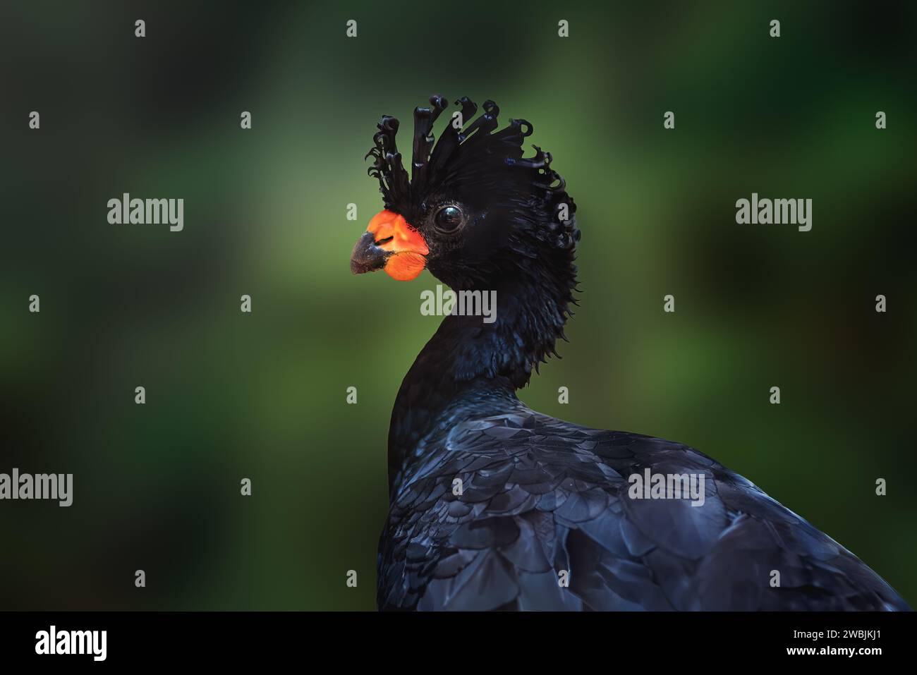 Curassow à bec rouge mâle (Crax blumenbachii) Banque D'Images