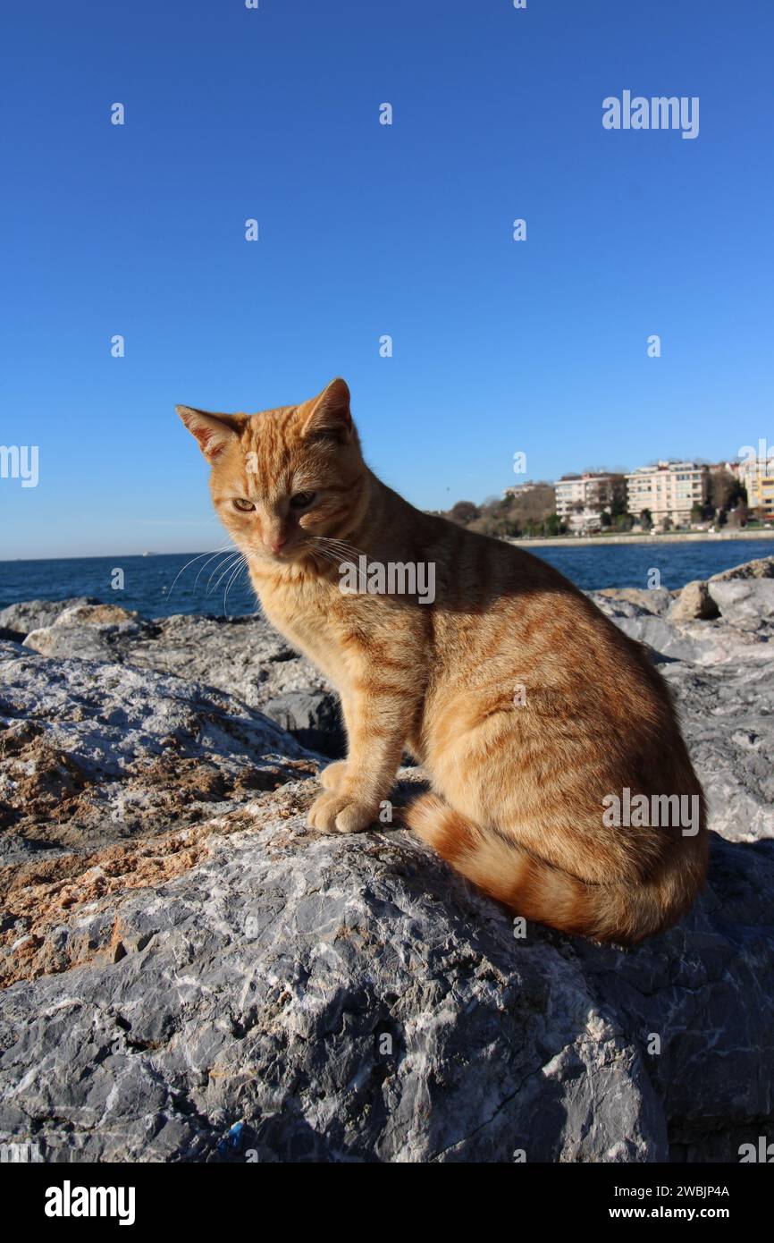 Chat de rue orange tabby sur des pierres posant pour la caméra à la promenade au bord de la mer à Kadikoy Istanbul Banque D'Images