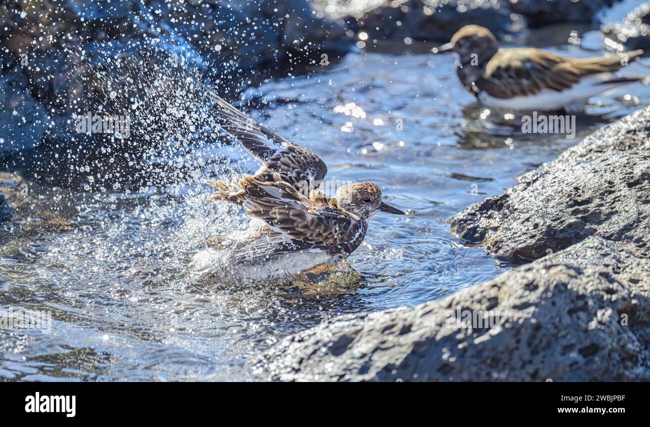 Un tourteau roux (Arenaria interprets) en plumage non reproducteur se baignant, se préenfonçant et éclaboussant dans l'eau, un oiseau migrateur Fuerteventura Canaries Banque D'Images