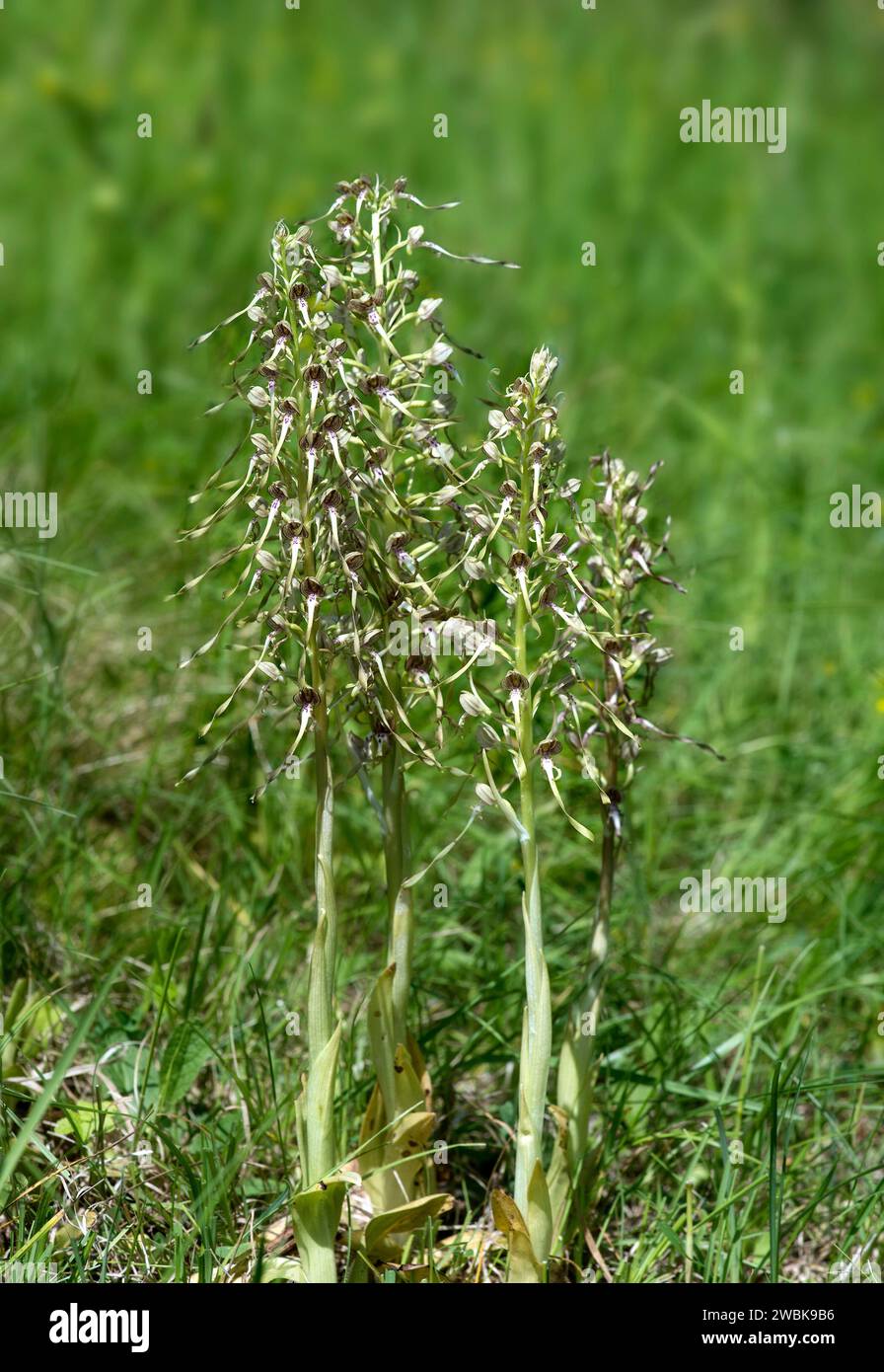 Himantoglossum hircinum, orchidée terrestre de la famille des orchidées (Orchidaceae), région de Kaiserstuhl, Allemagne Banque D'Images