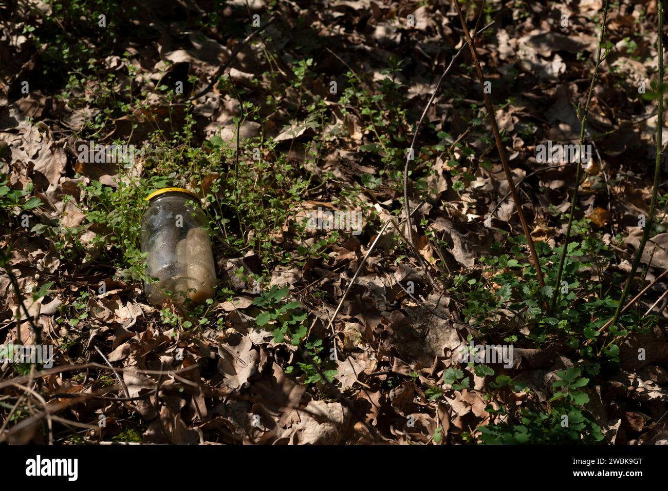 Déchets illégaux déversés dans la forêt en Allemagne, pot Mason jeté Banque D'Images