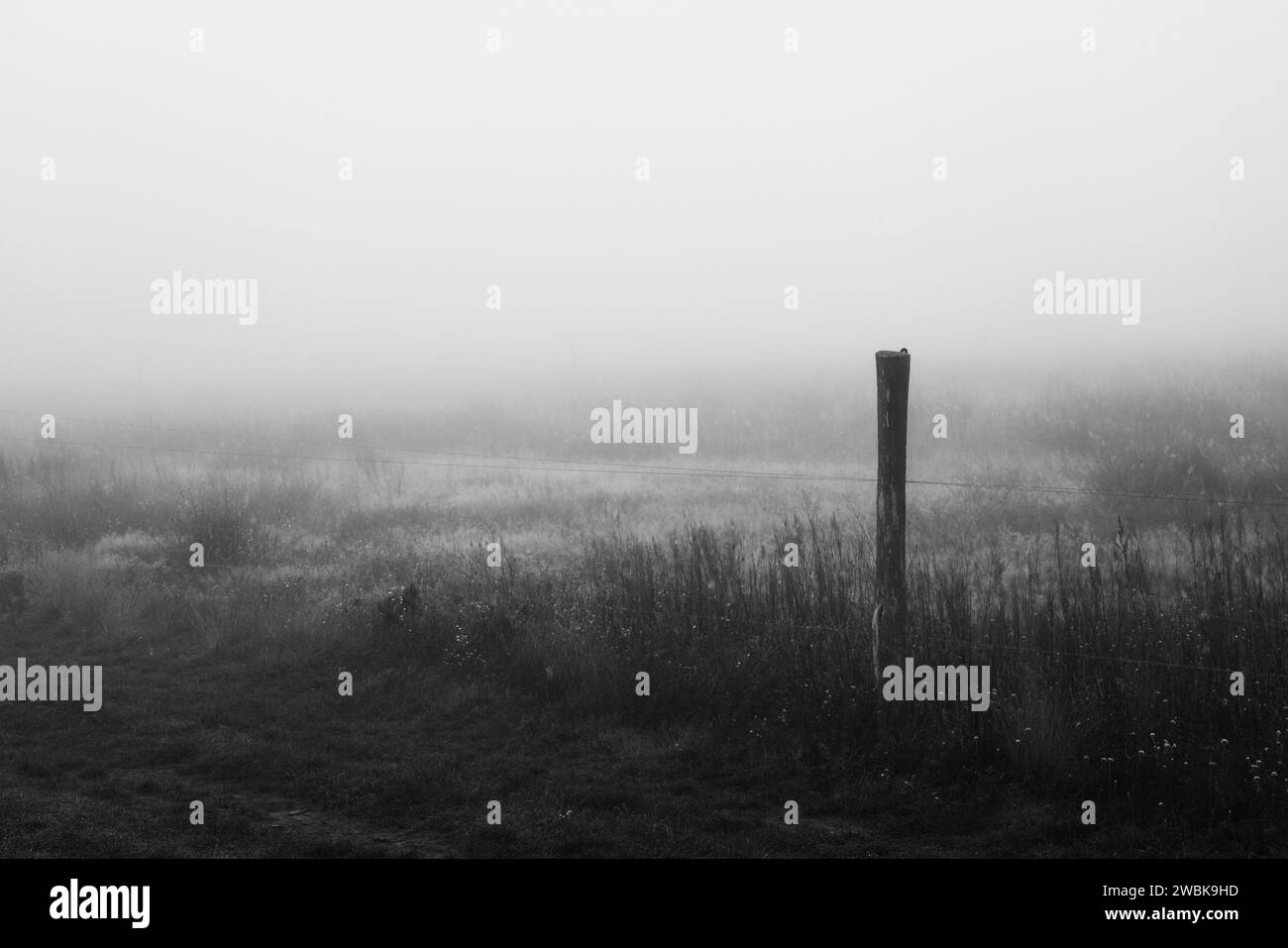 Brouillard tôt le matin en automne en Allemagne sur un paddock à cheval à la périphérie de la ville de Luckenwalde, noir et blanc Banque D'Images