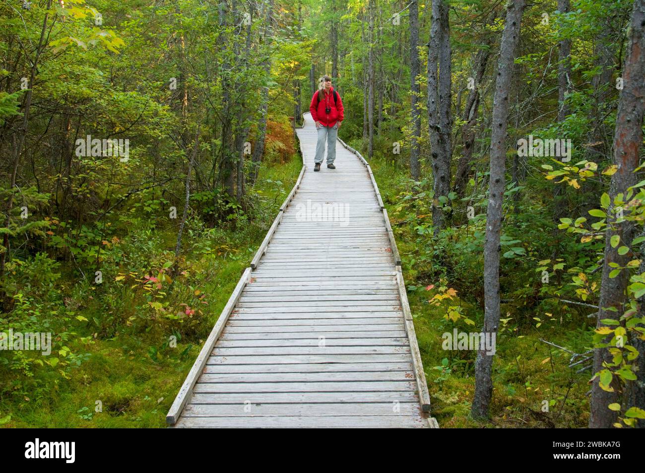 Promenade de la tourbière d'Orono, Bangor, Maine Banque D'Images