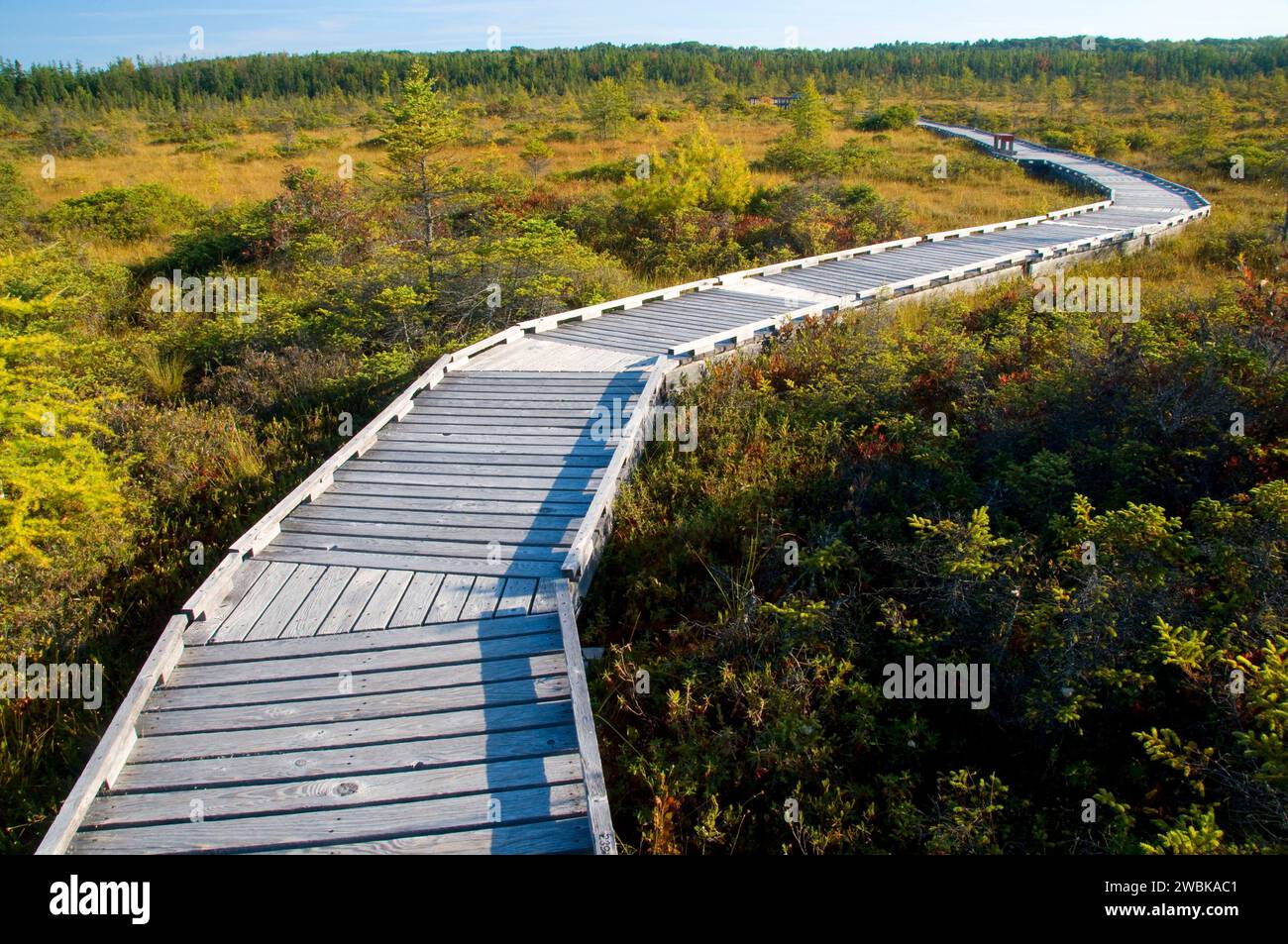 Promenade de la tourbière d'Orono, Bangor, Maine Banque D'Images