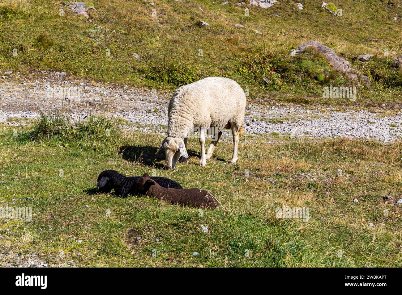 Brebis et deux agneaux, barrage au réservoir de Naßfeld, route des hautes Alpes de Grossglockner, parc national Hohe Tauern, Autriche, Europe Banque D'Images